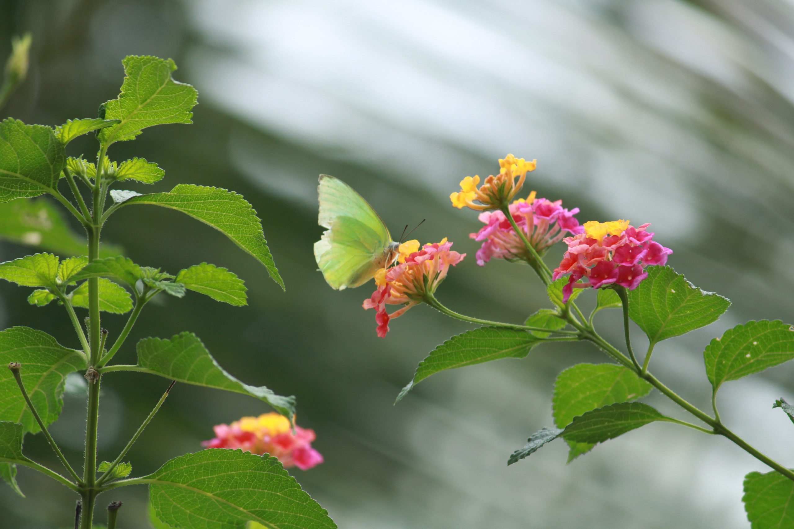 butterfly on a flower