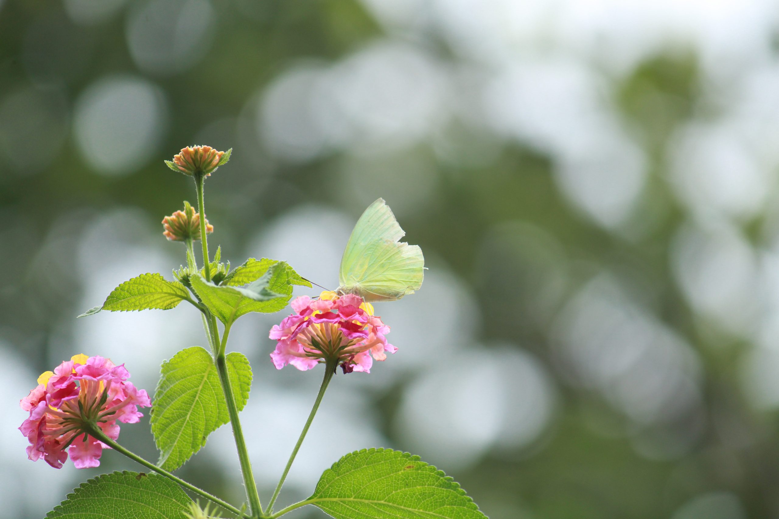 butterfly on flower