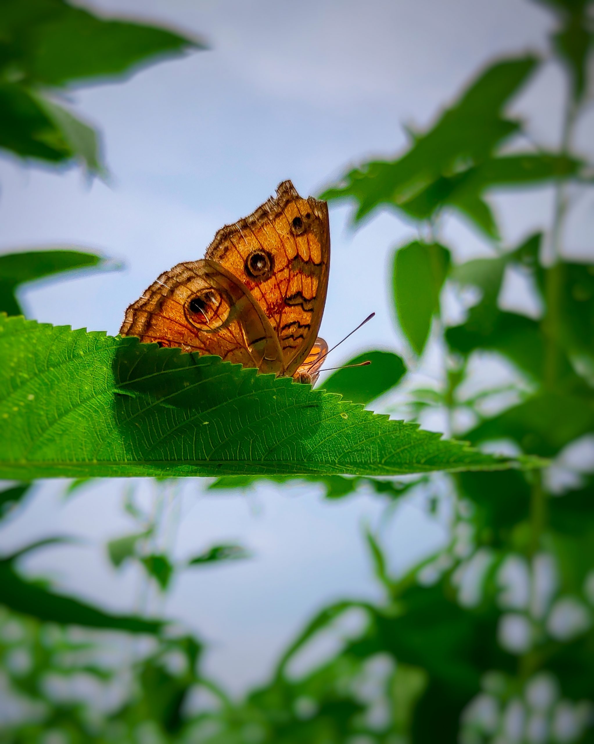 Butterfly