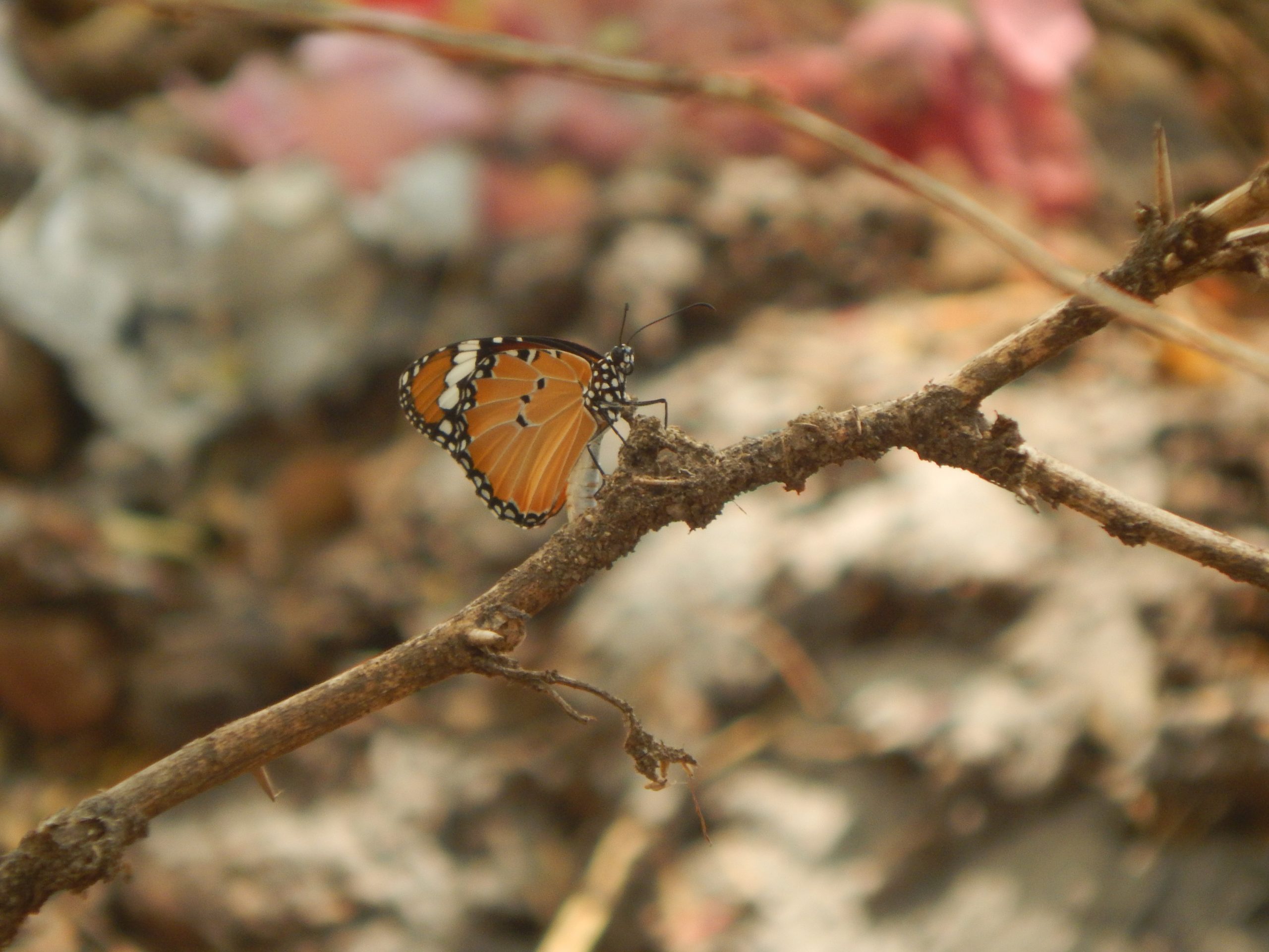 Butterfly on plant