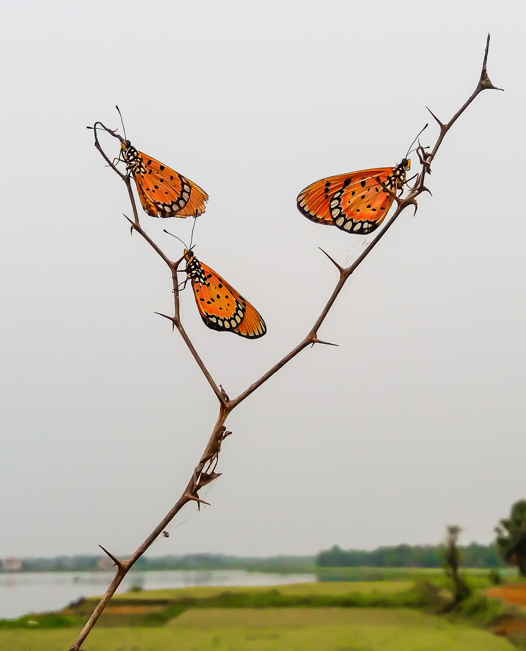 Butterflying on a thorny branch