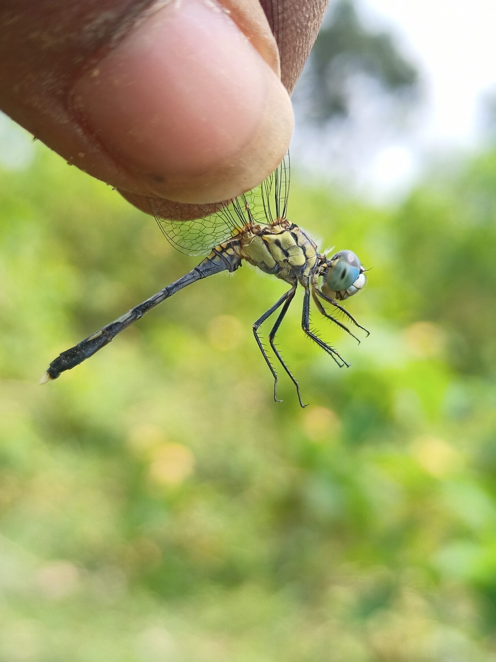 Catching a dragonfly with fingers