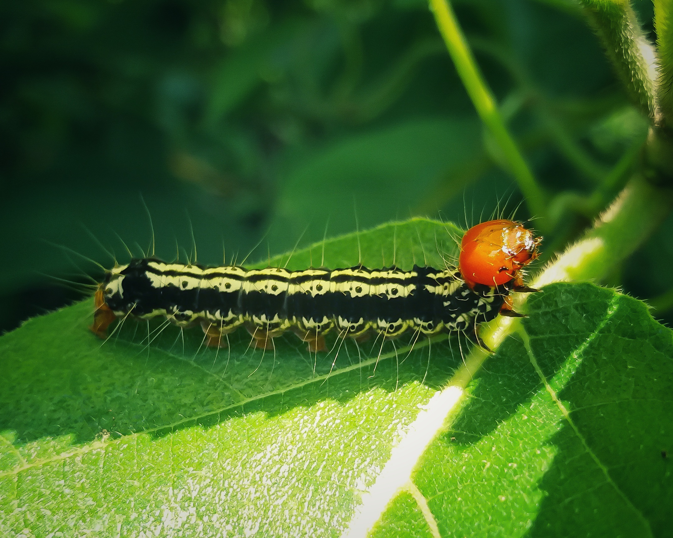 Caterpillar on leaf