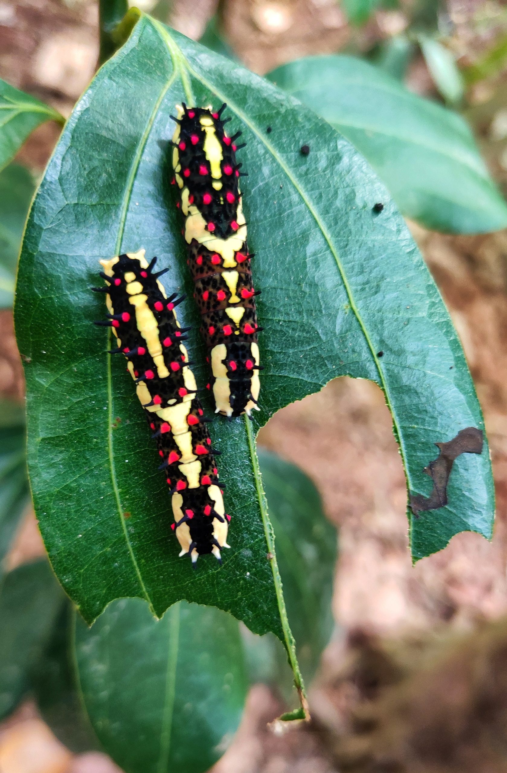 Caterpillar on leaf