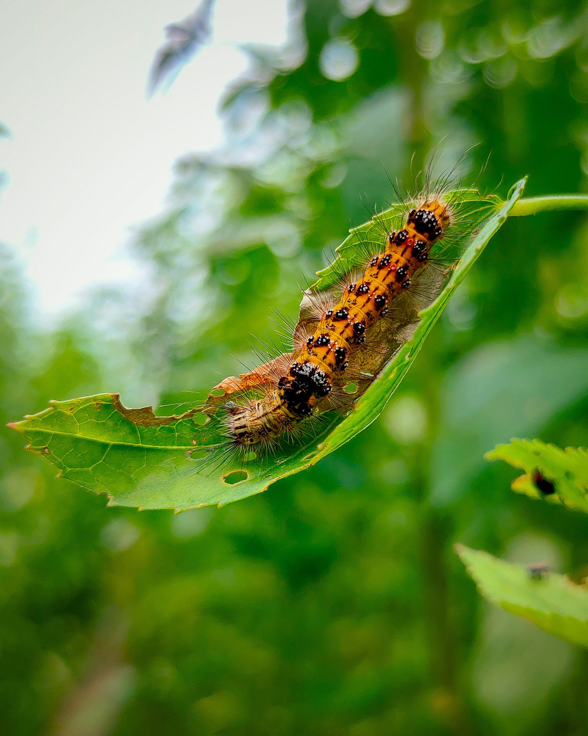 Caterpillar on leaf