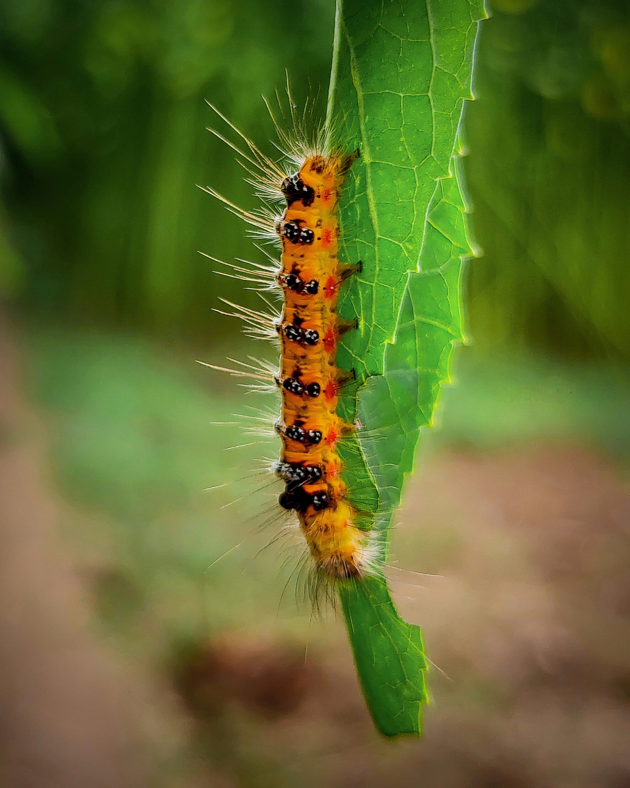 Caterpillar on leaf