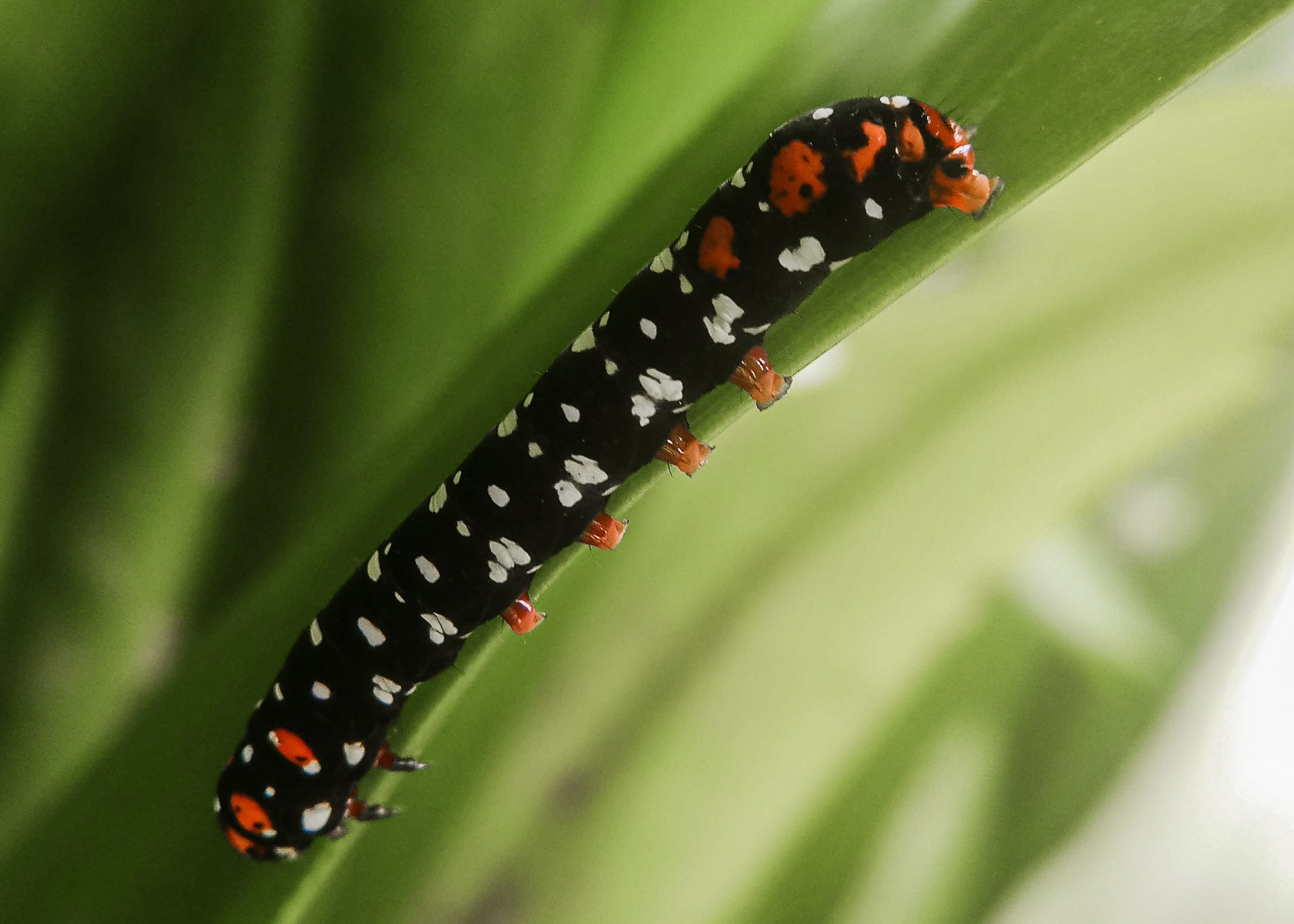 Caterpillar on leaf