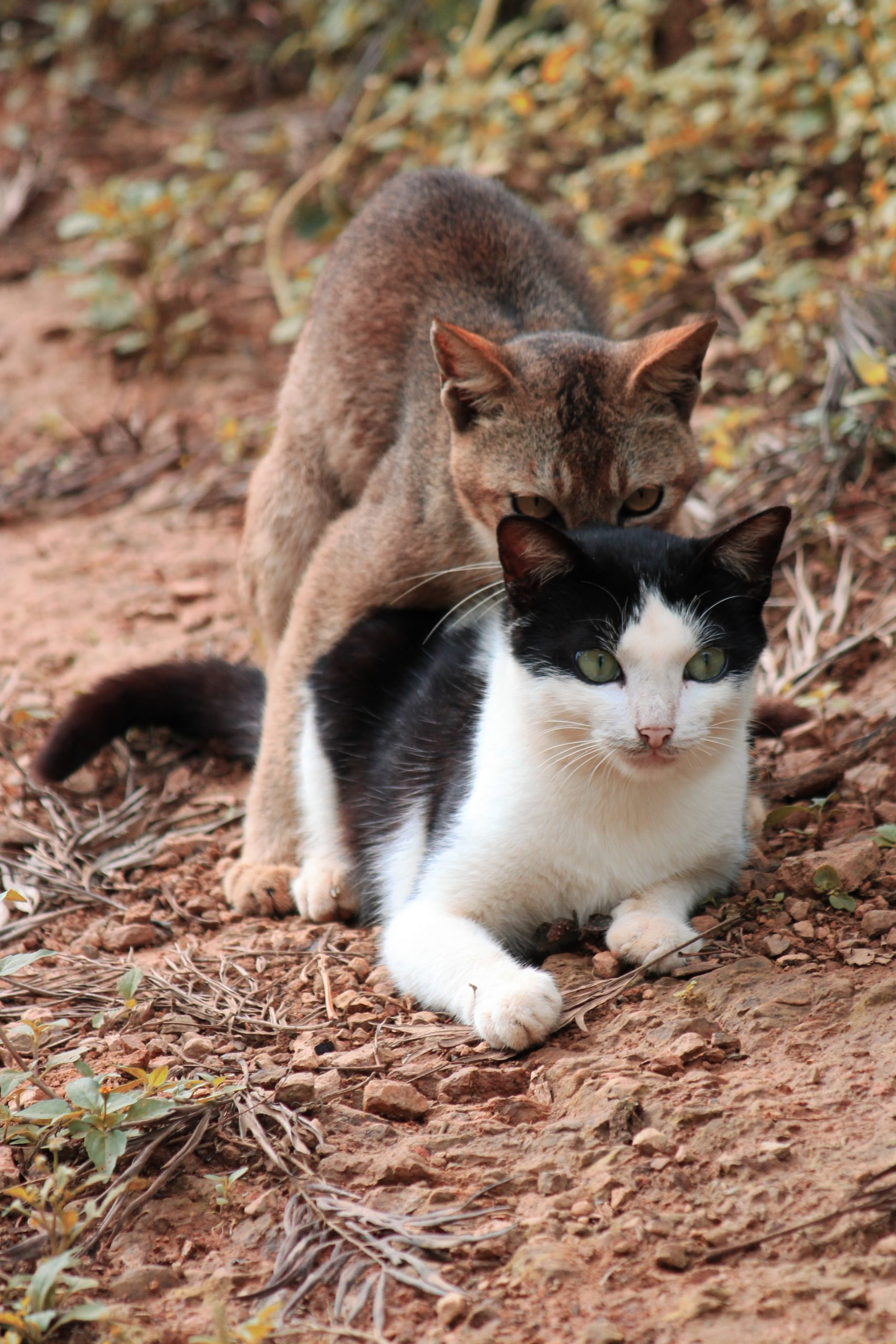 Cats mating in the jungle.