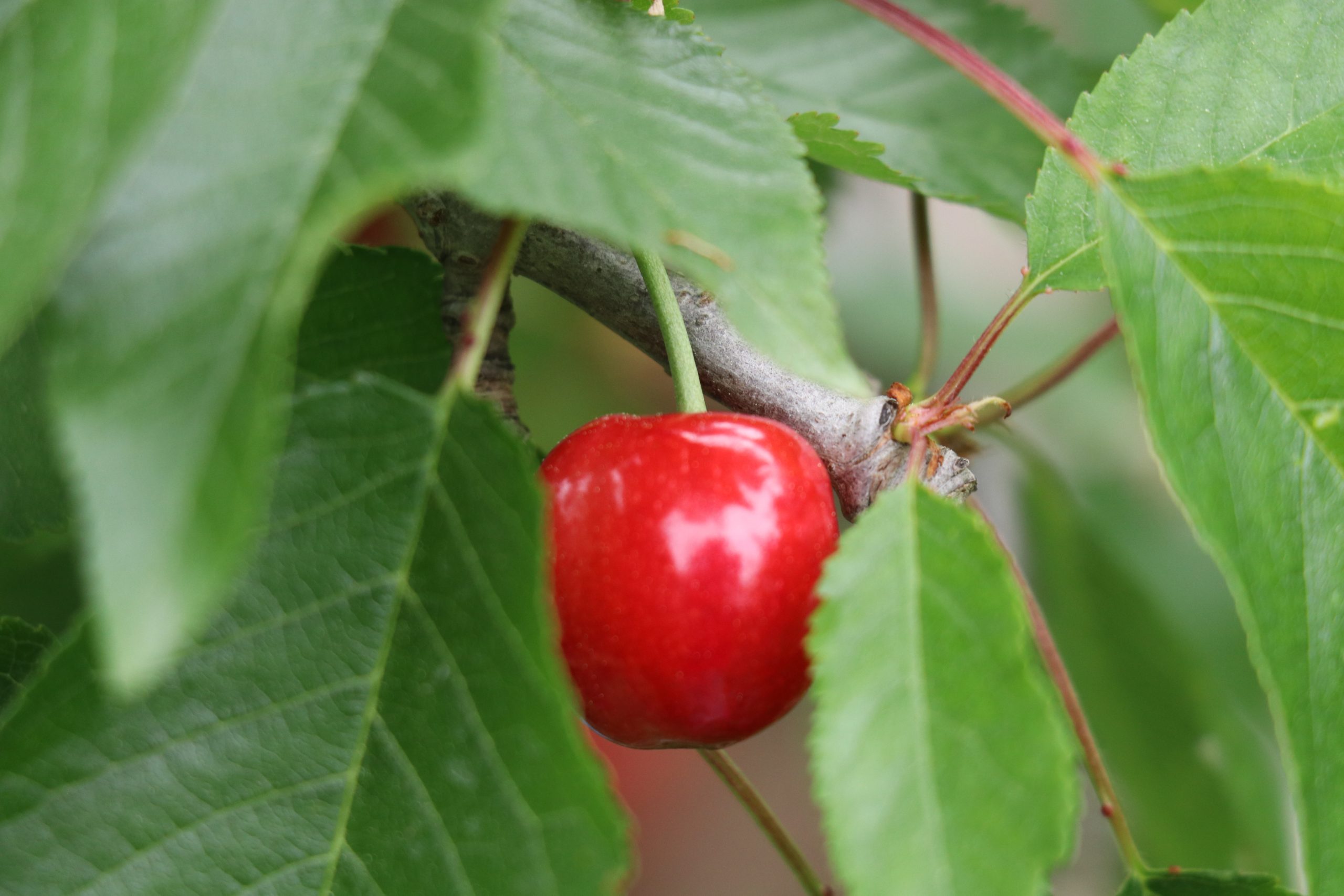 cherry on a tree