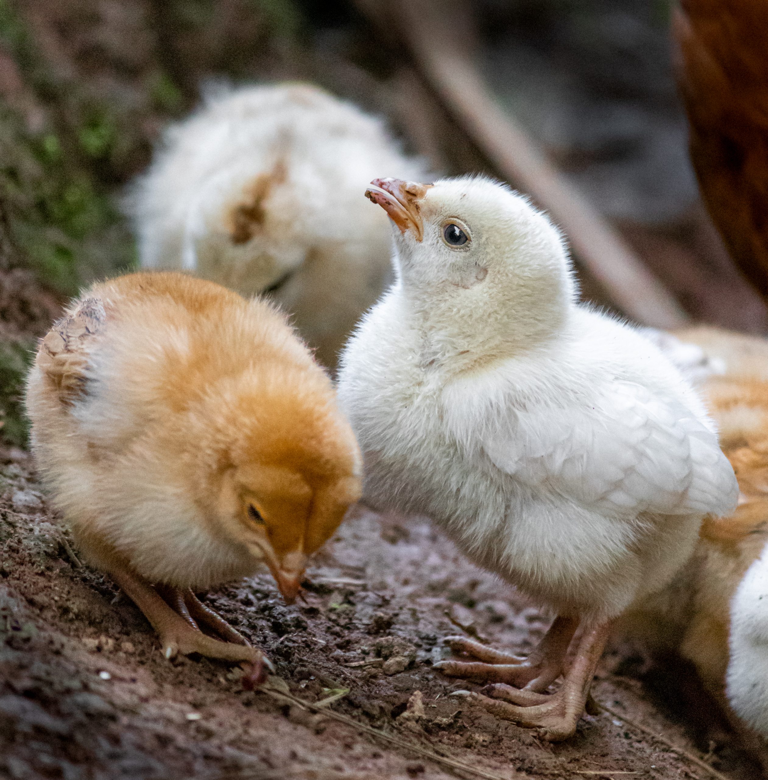 Chicks of a hen