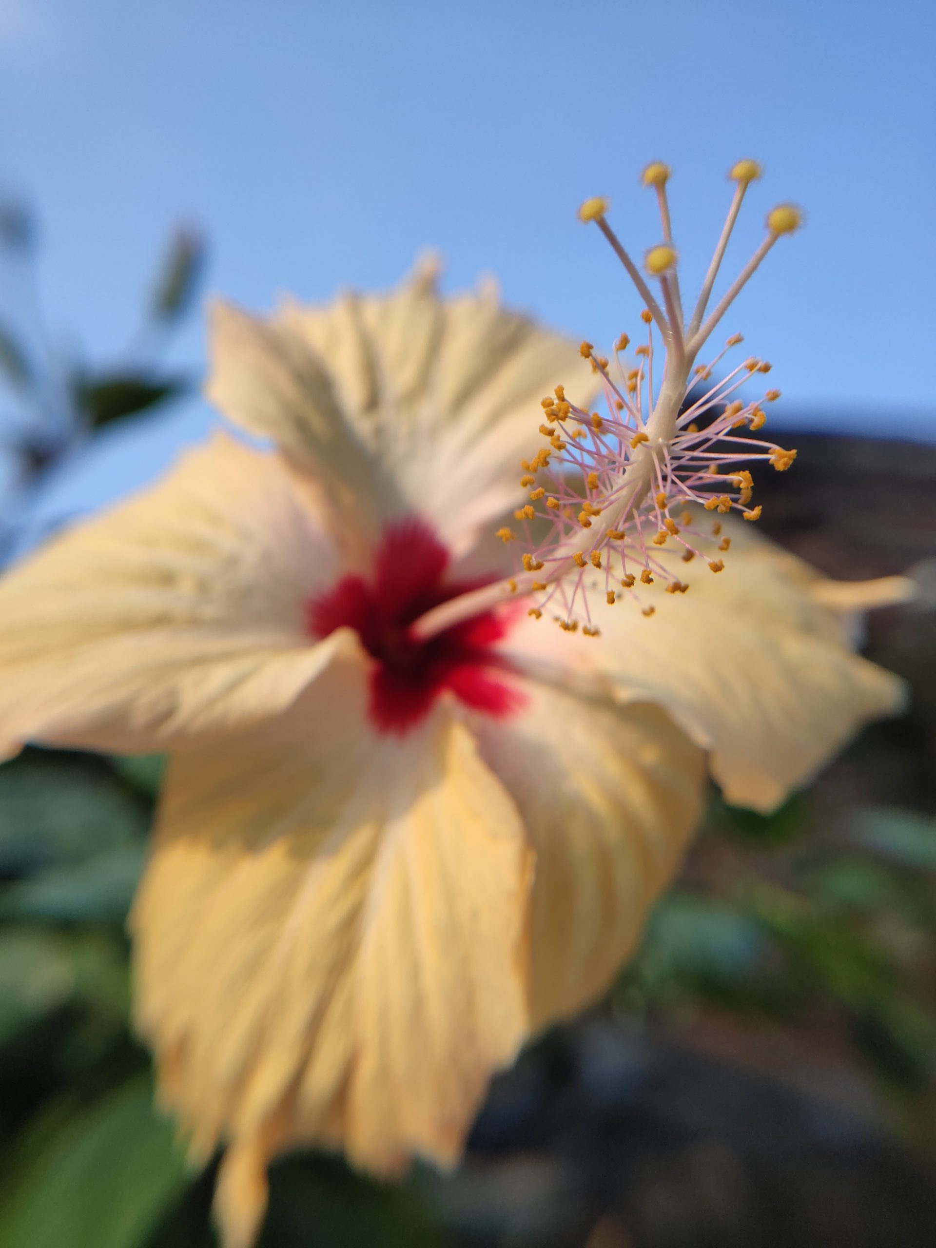 Chinese hibiscus