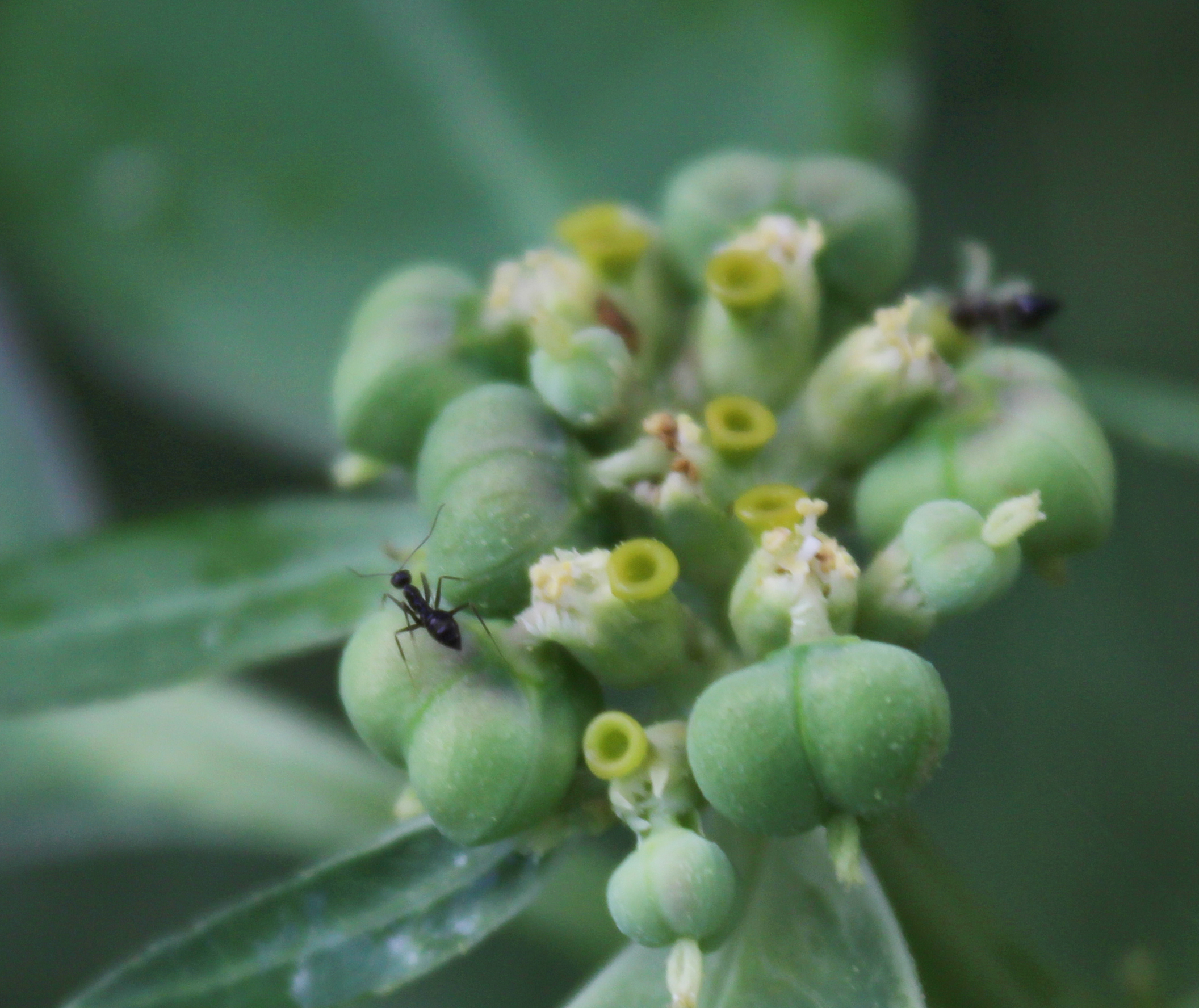 Insects on flower buds