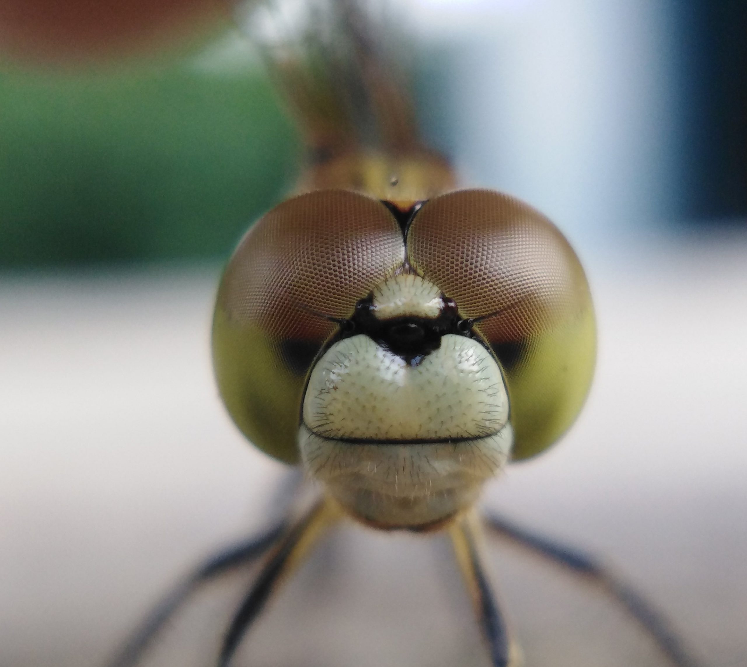 Close up of a dragonfly head