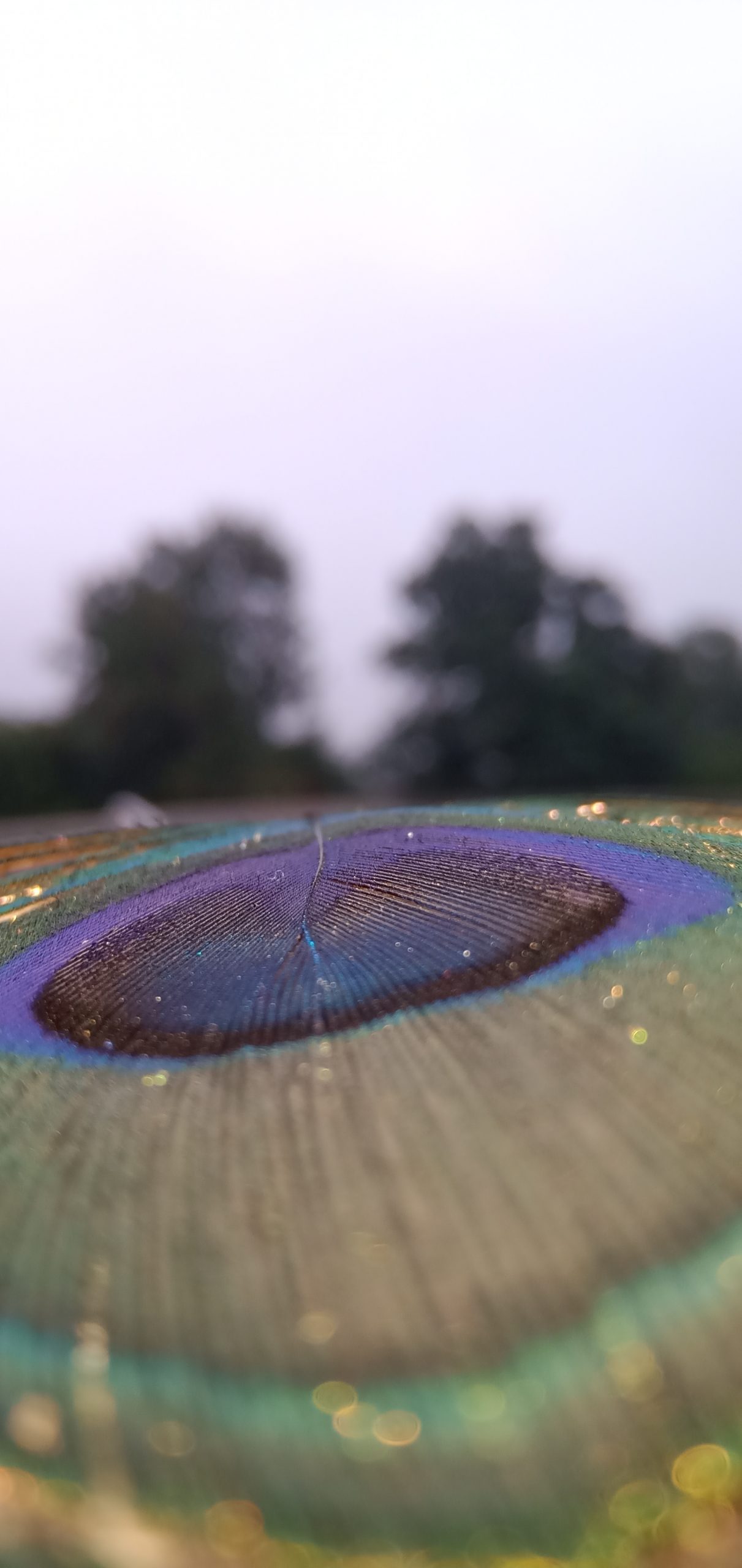 Close up of peacock feather