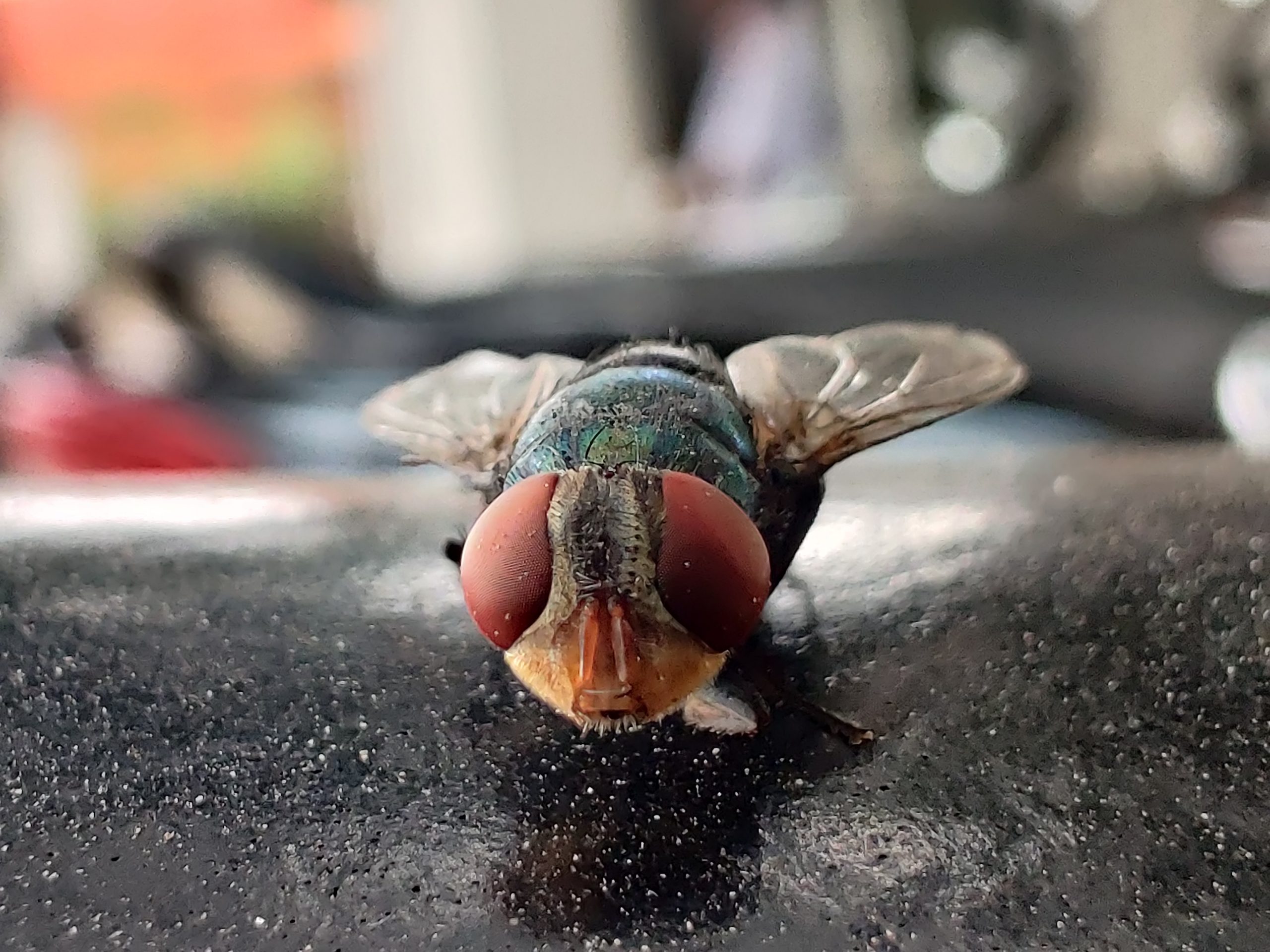 Close view of a housefly