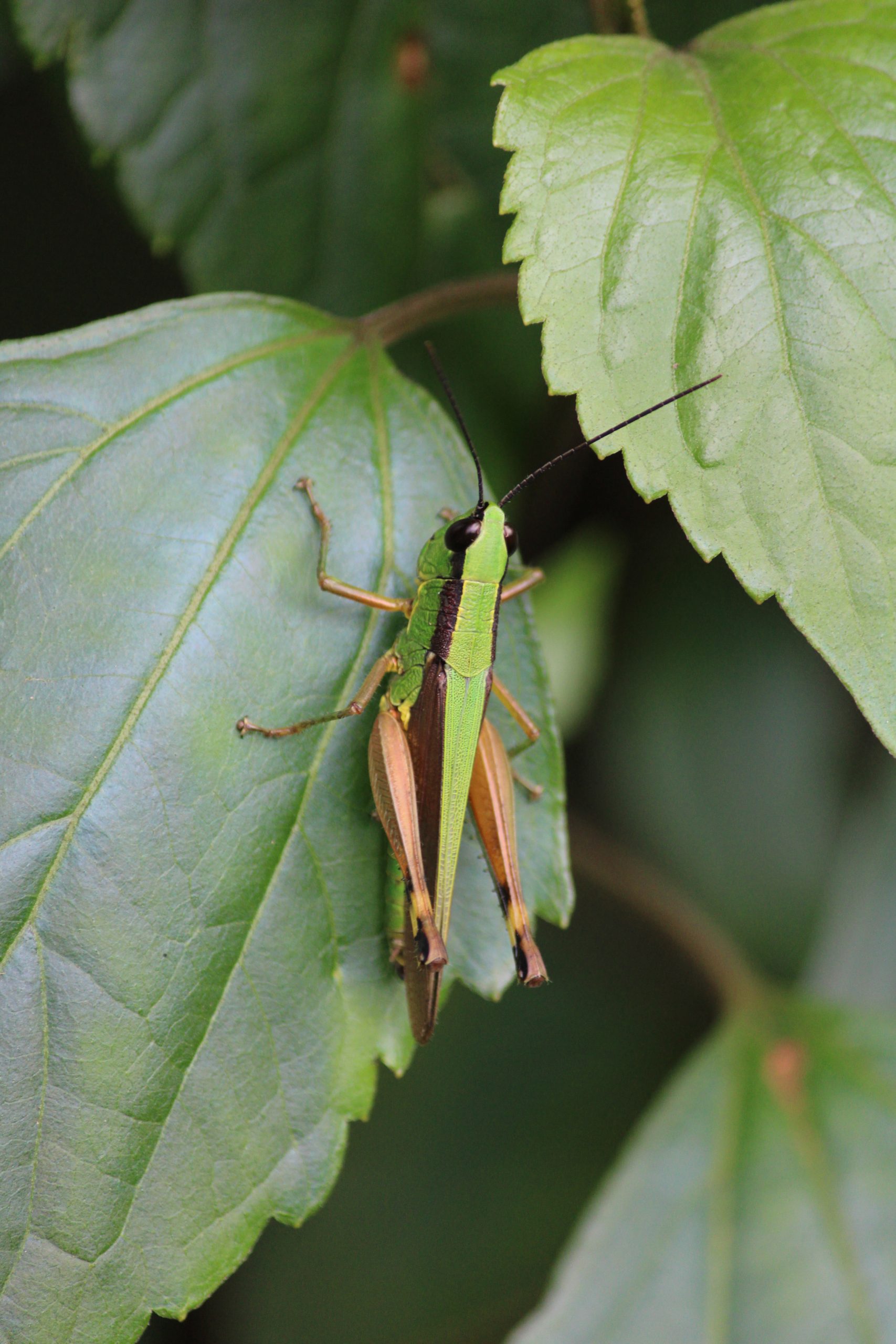 grasshopper on a leaf