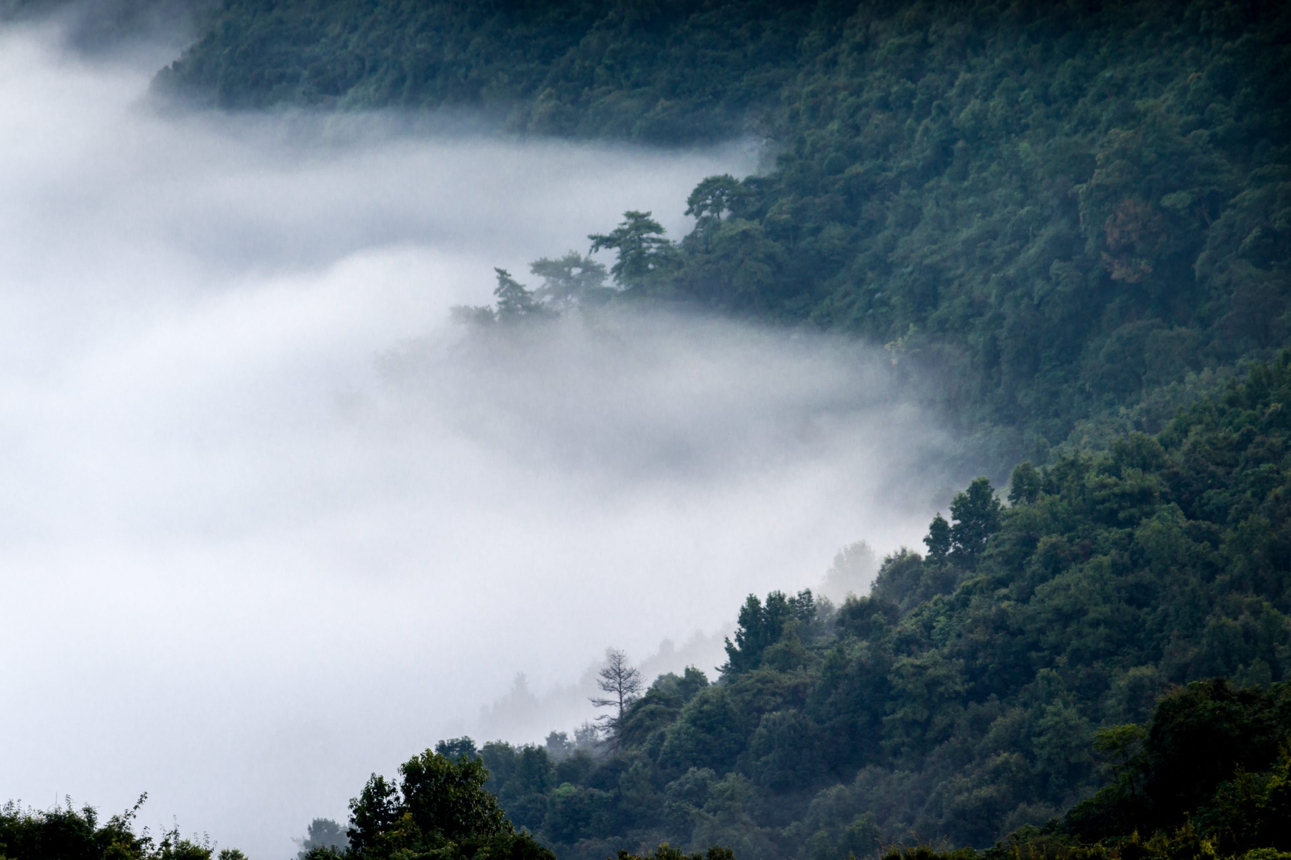 Clouds in a forest