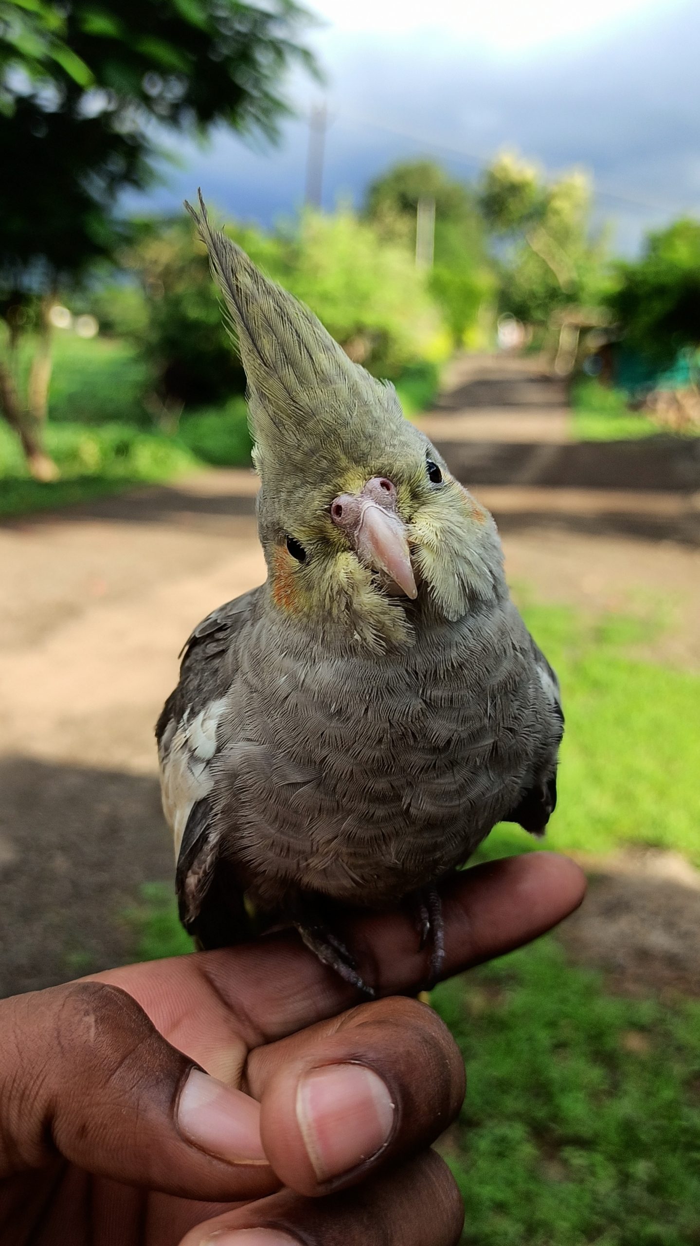 Cockatiel bird on finger