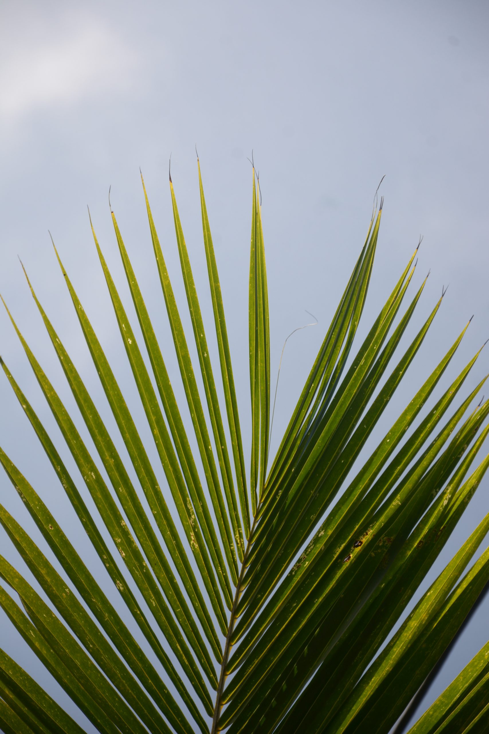 Coconut leaves wallpaper - Free Image by Devendra on 