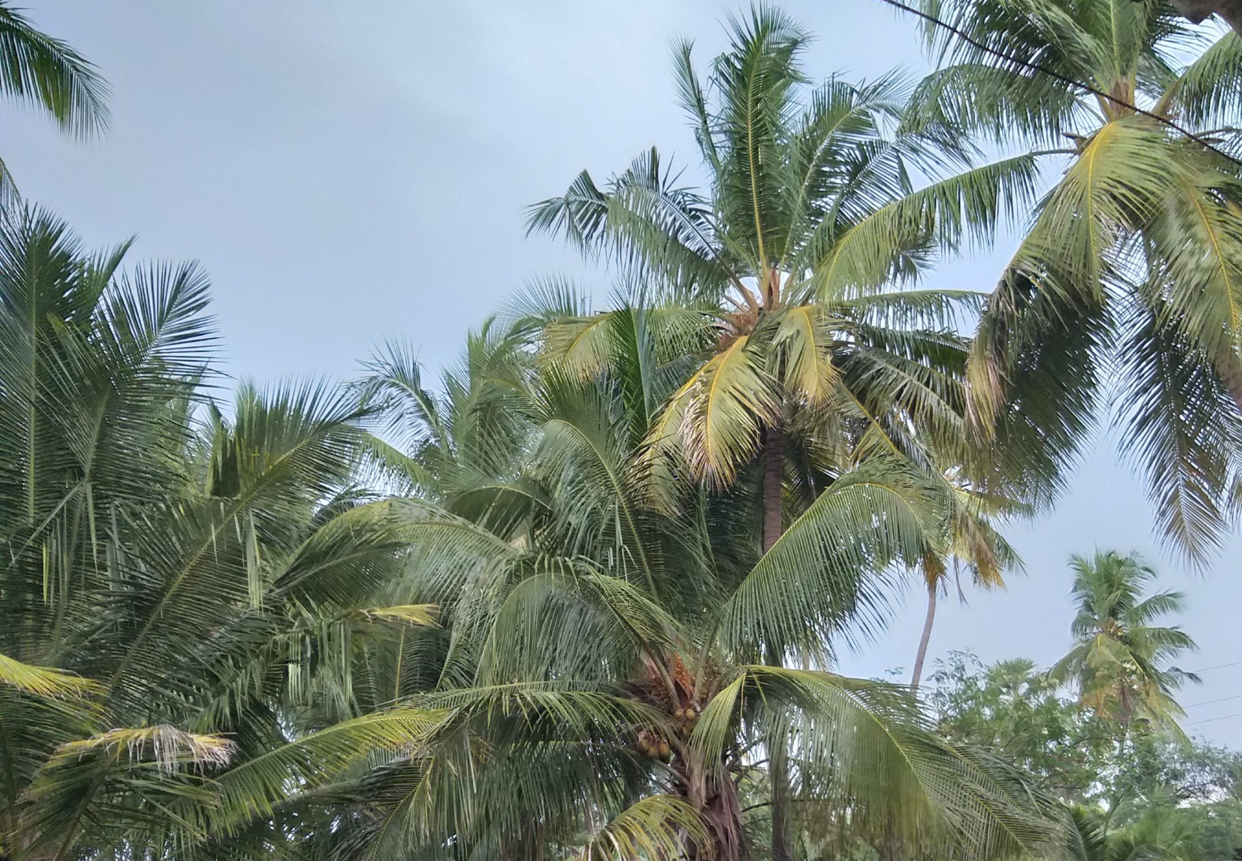 Coconut trees in a region