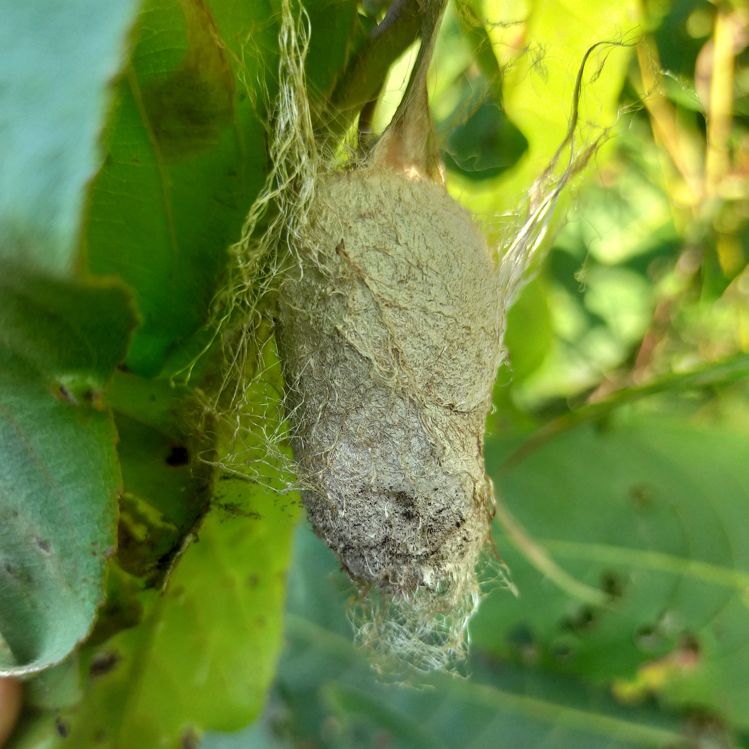 Cocoon formation of silk worm