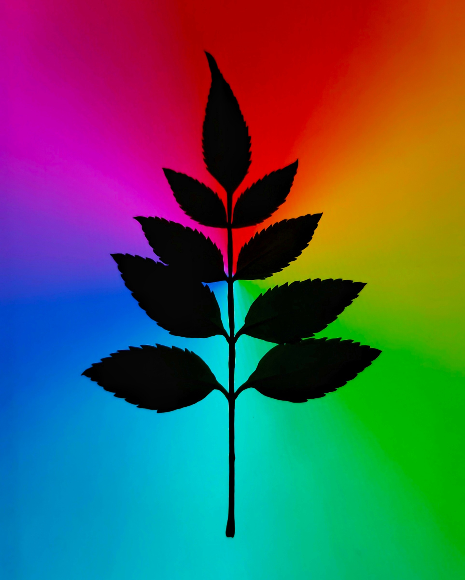 Leaf with colorful background