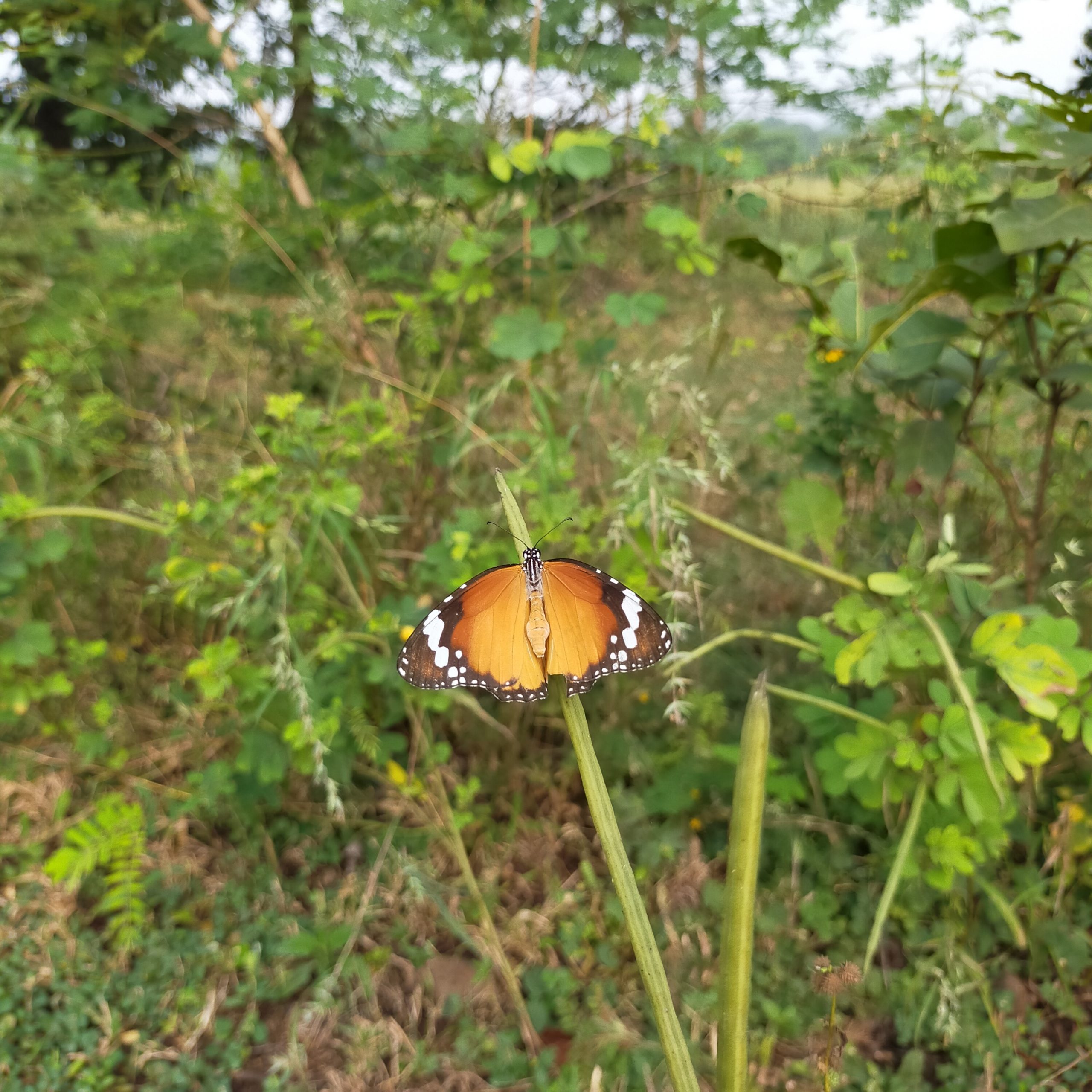 butterfly on leaf