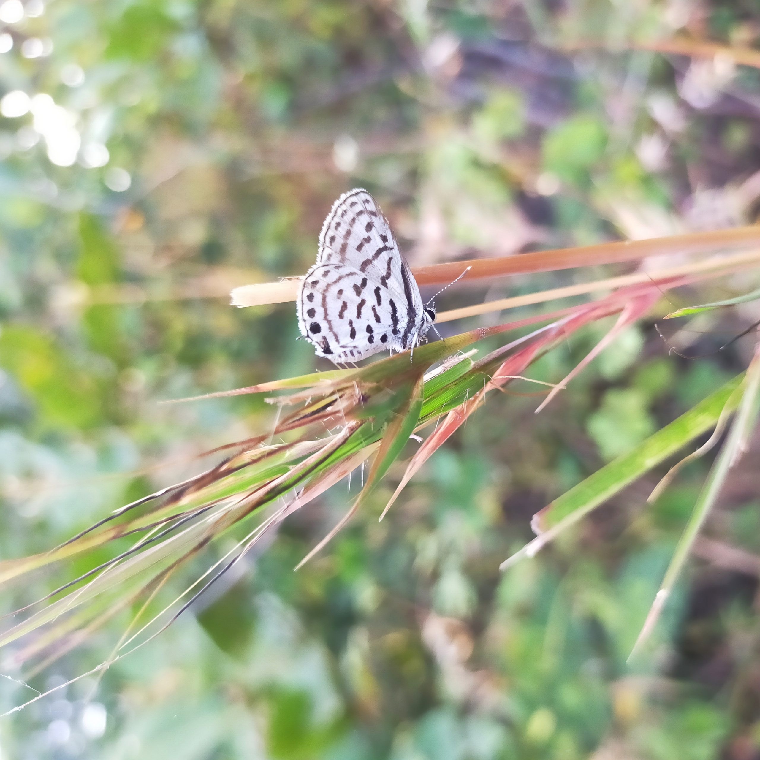 butterfly on leaf