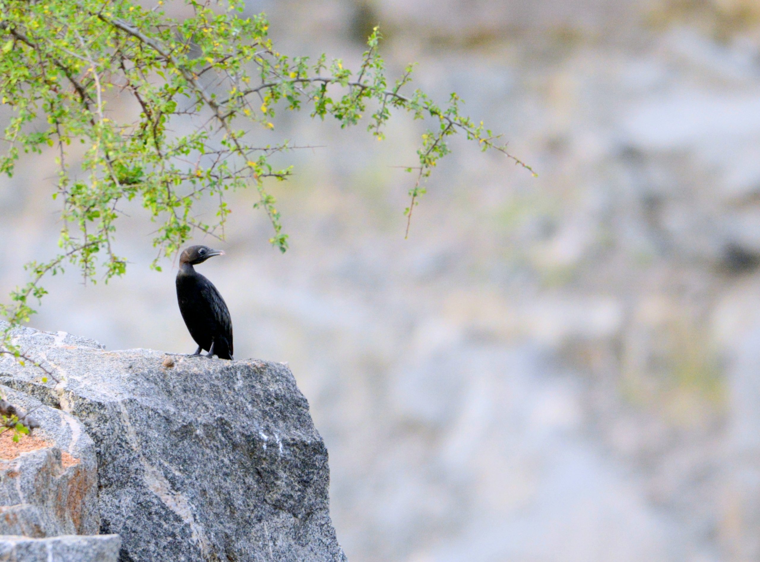 Cormorant bird, on a rock