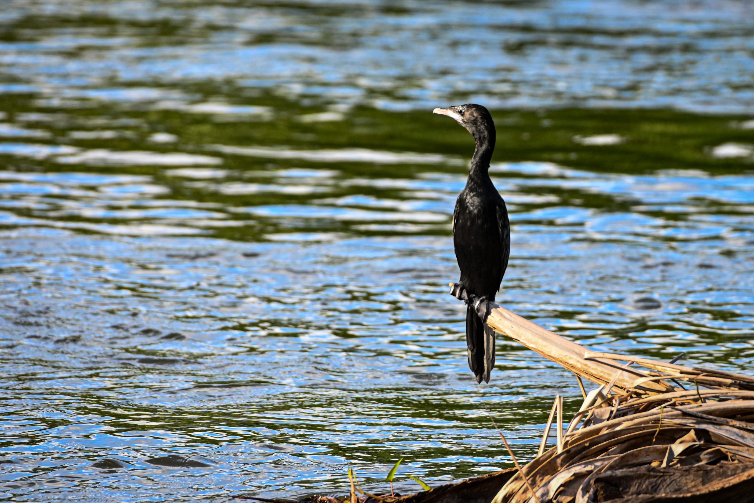 An aquatic bird sitting at lakeside