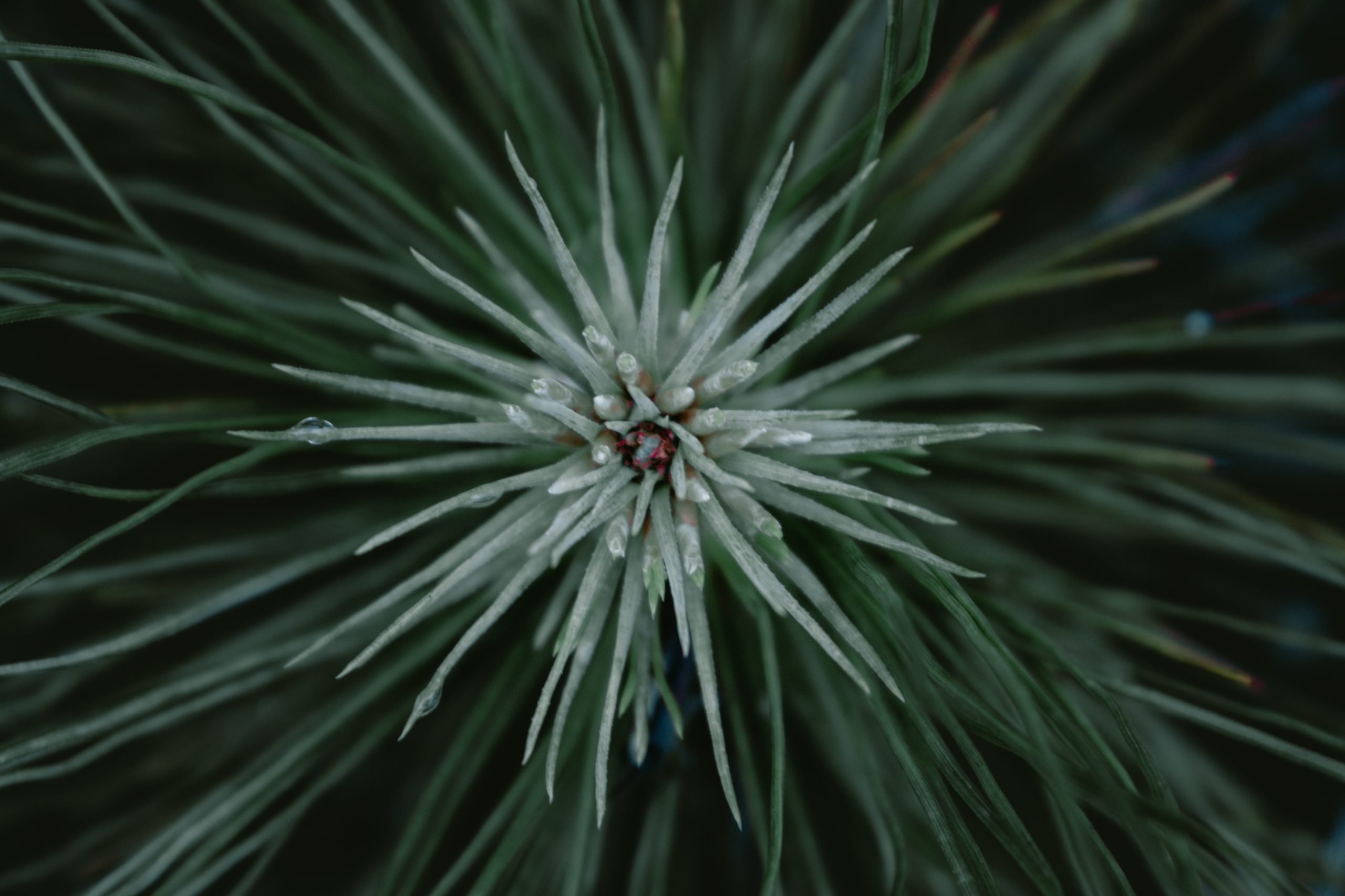 Crown of pine tree