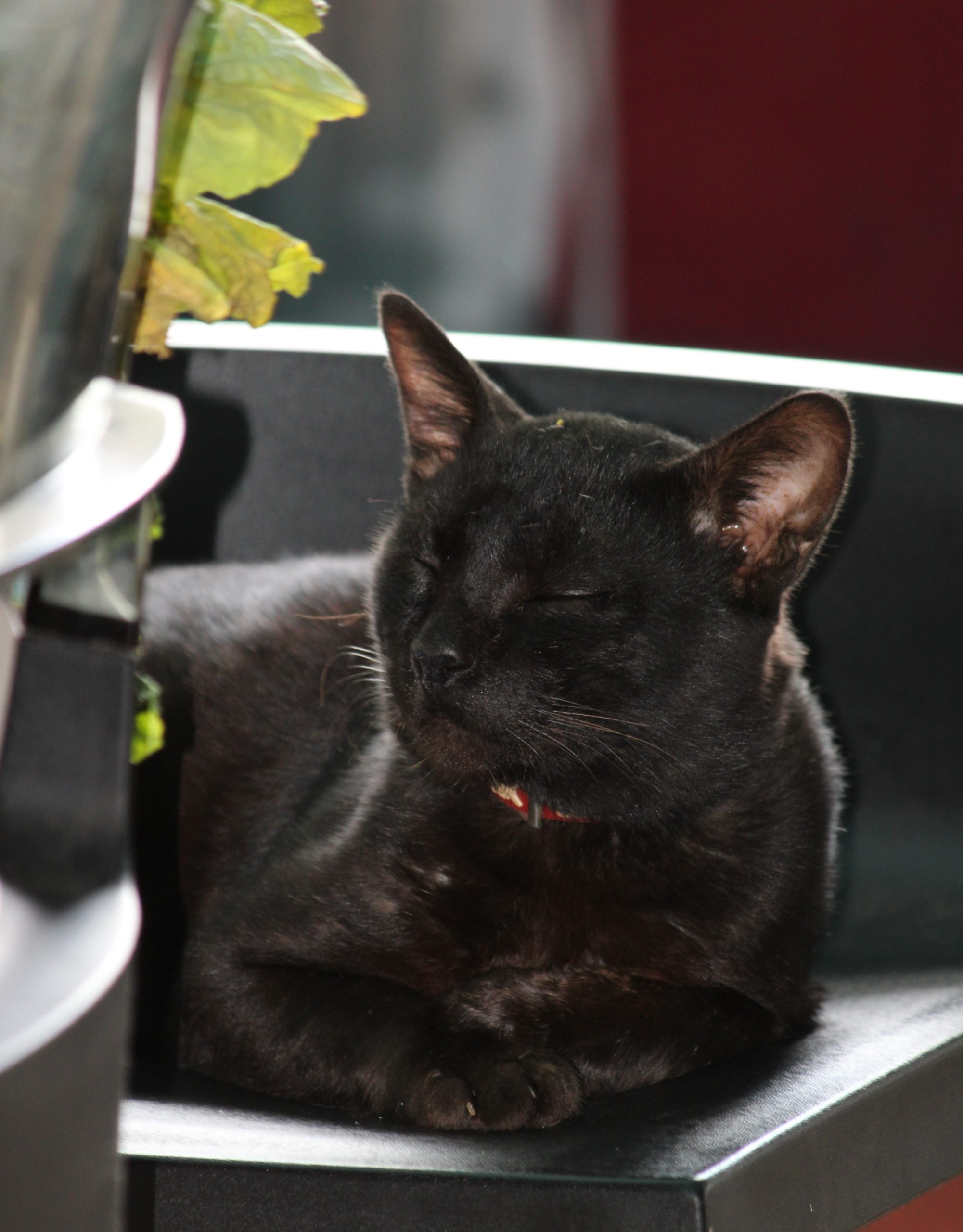 A black coloured cat