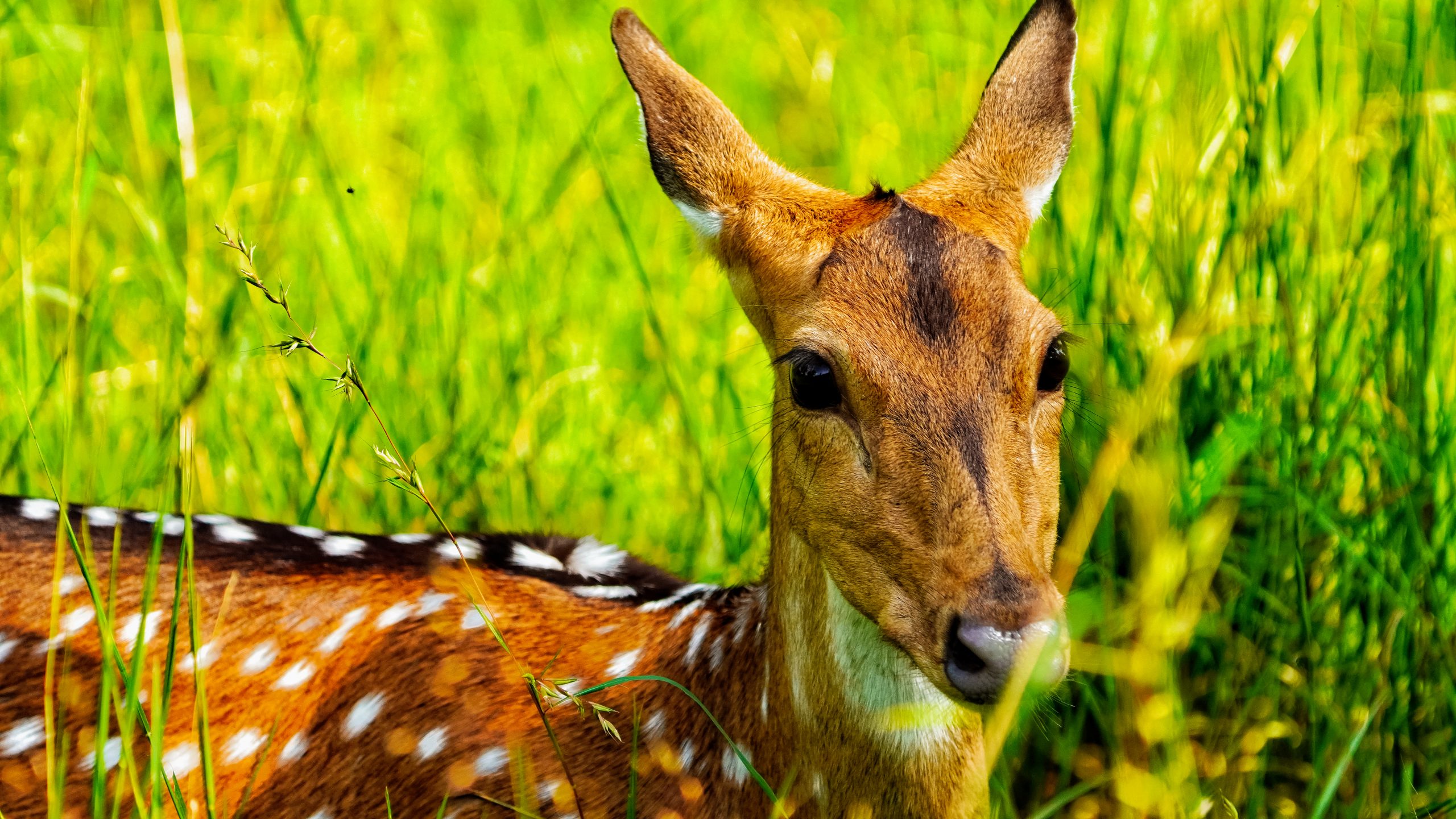 Spotted Deer PixaHive