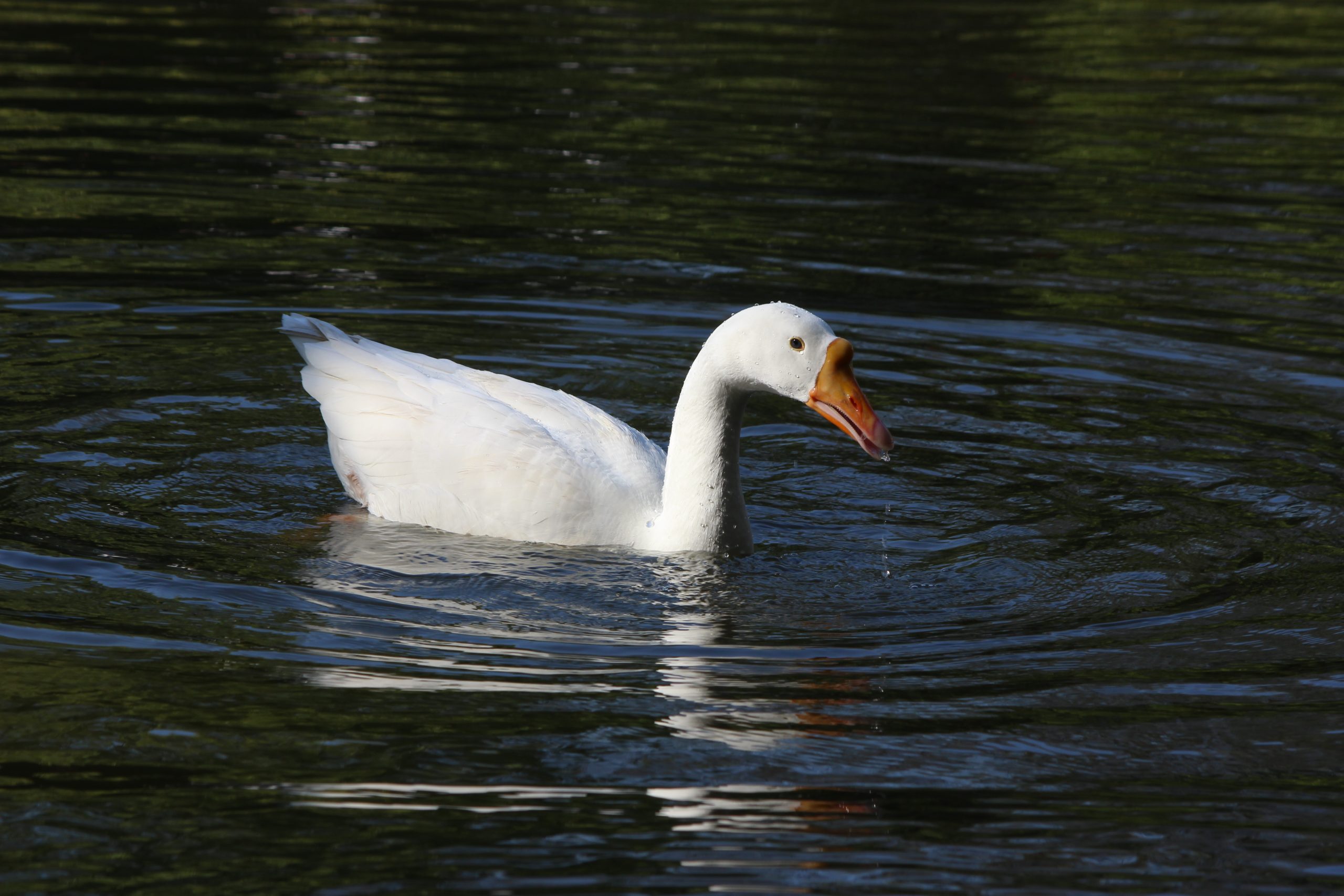 Duck in lake