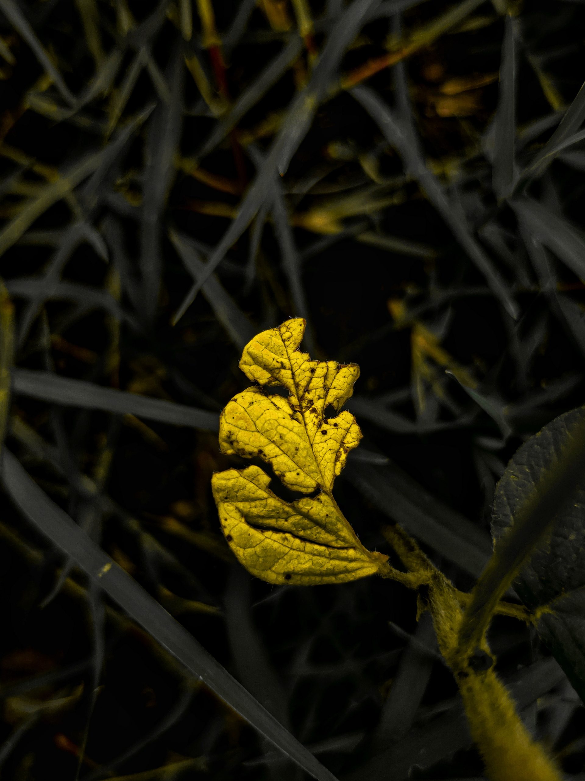 Damaged Yellow leaf
