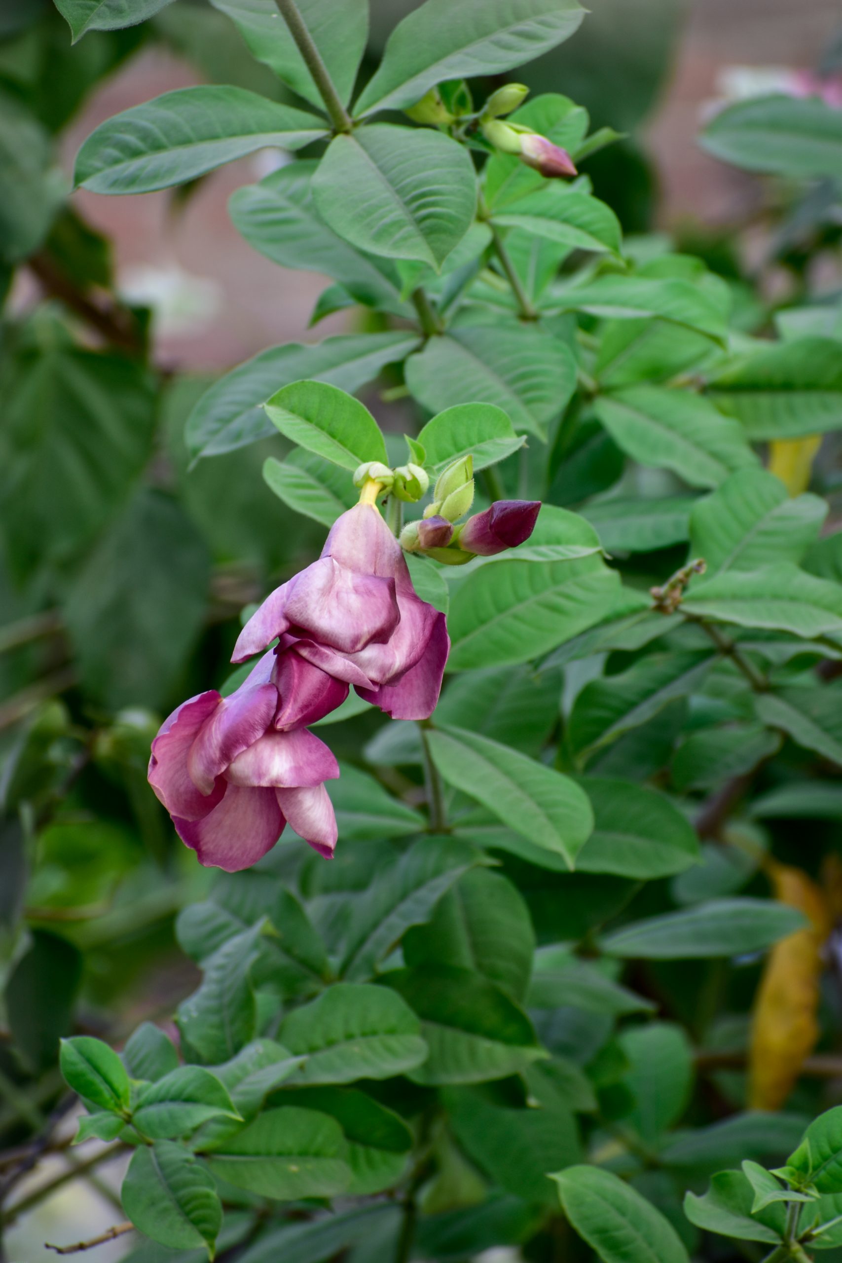 Flowering plant