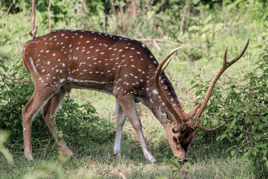 Deer in jungle - Free Image by Kaarma on PixaHive.com