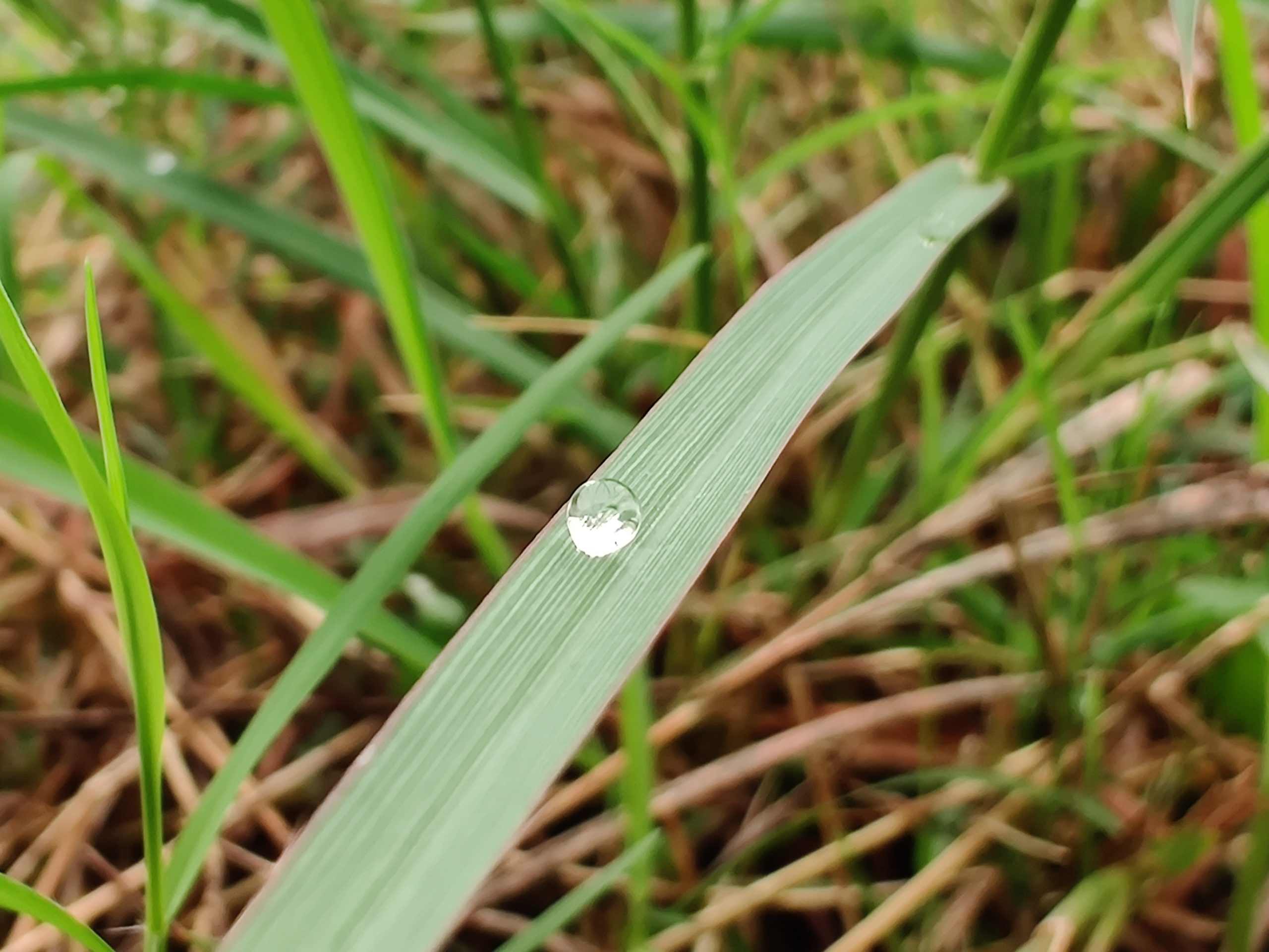 water drop on a leaf