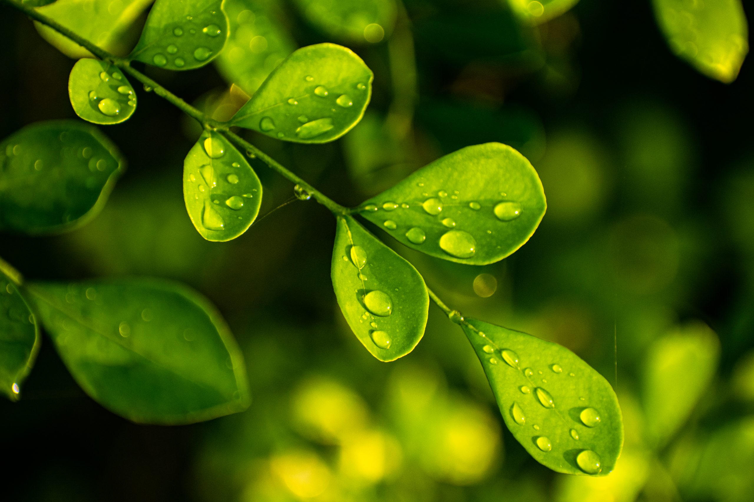 Water drops on plant