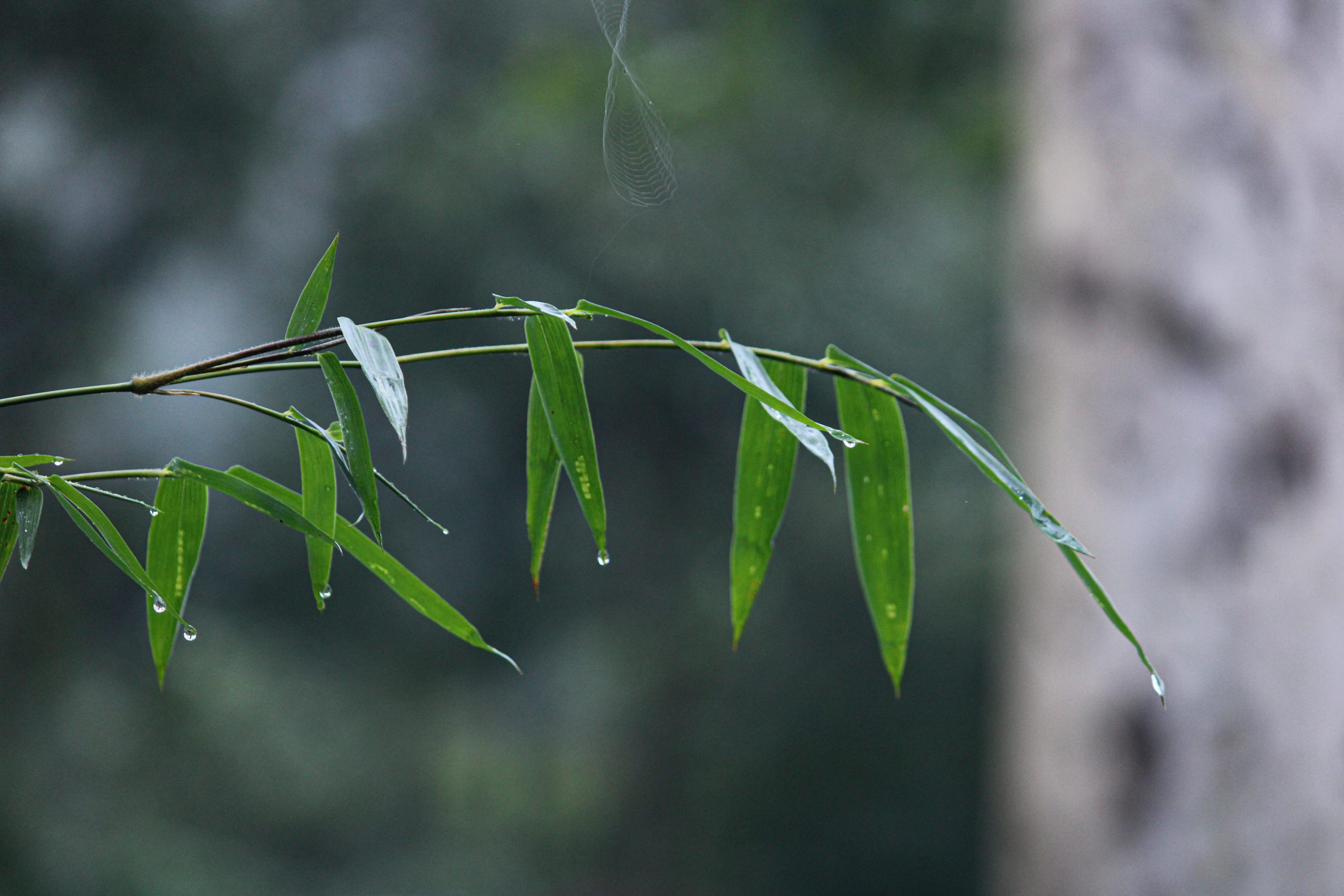 Dew drops on Bamboo leaves