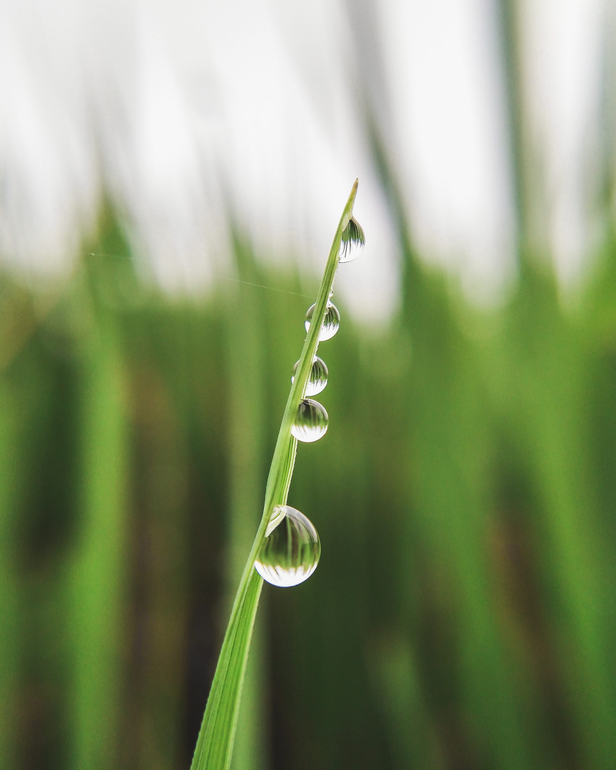 Dew drops on a leaf - PixaHive