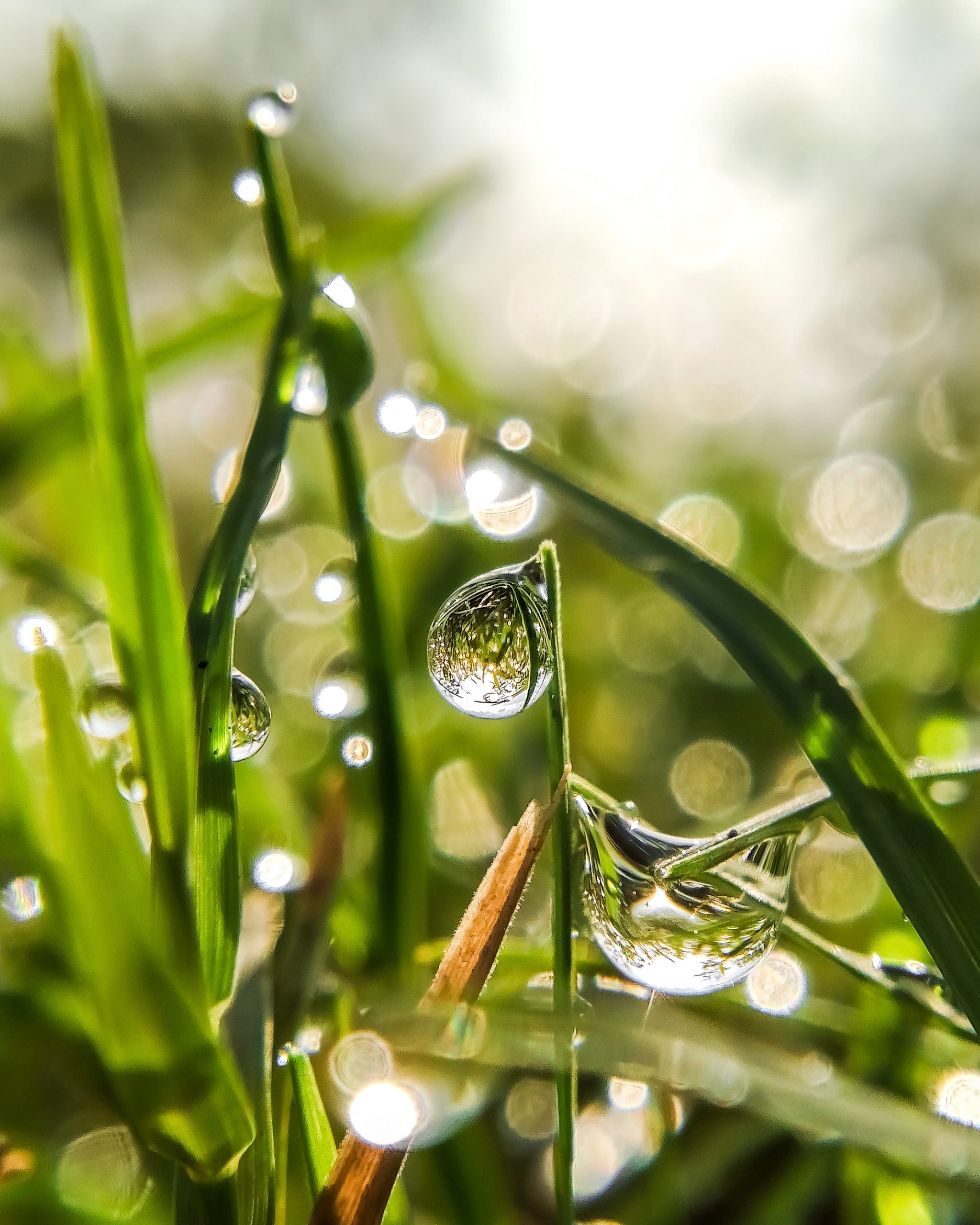 Water Drops on Grass