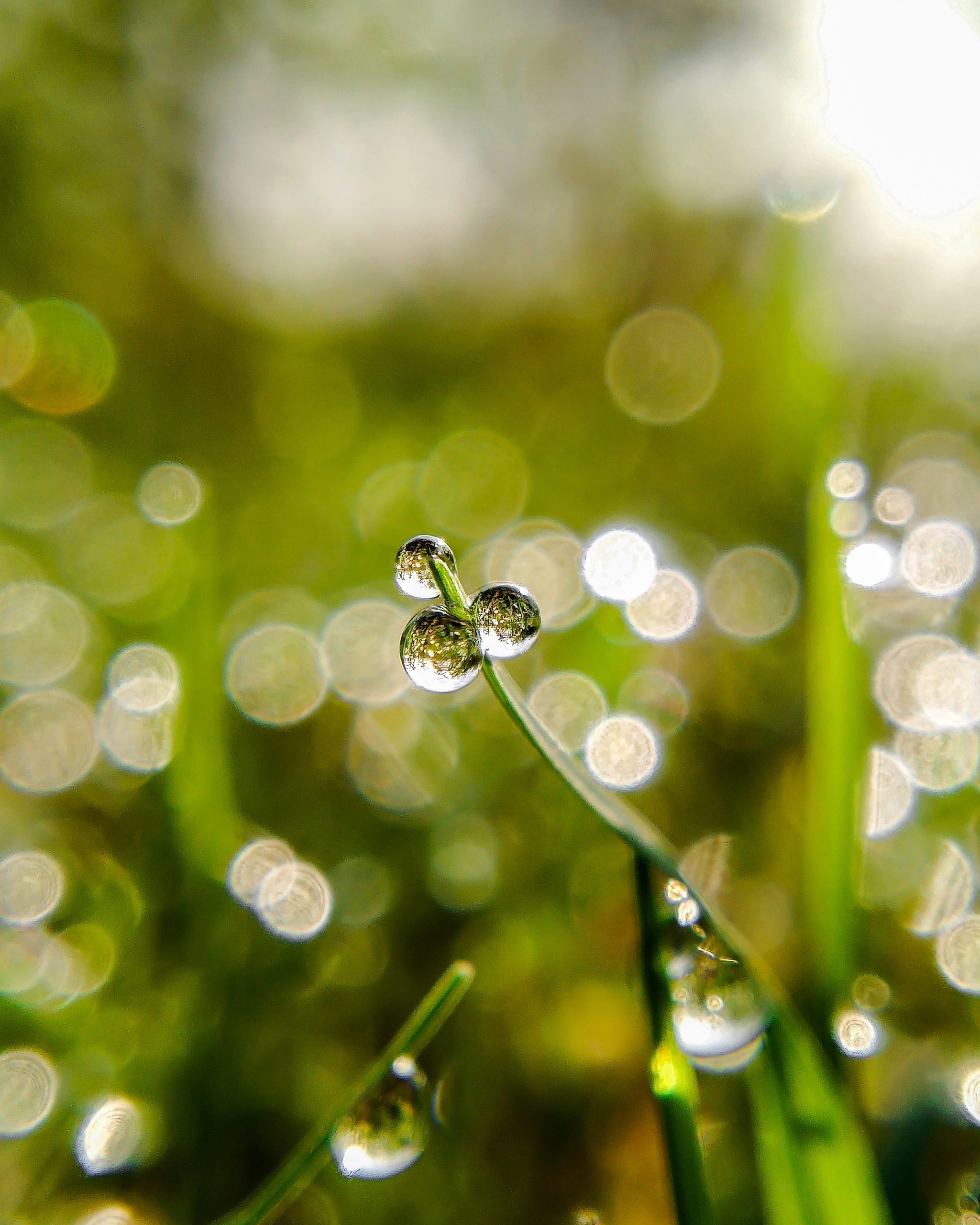 Water Drop