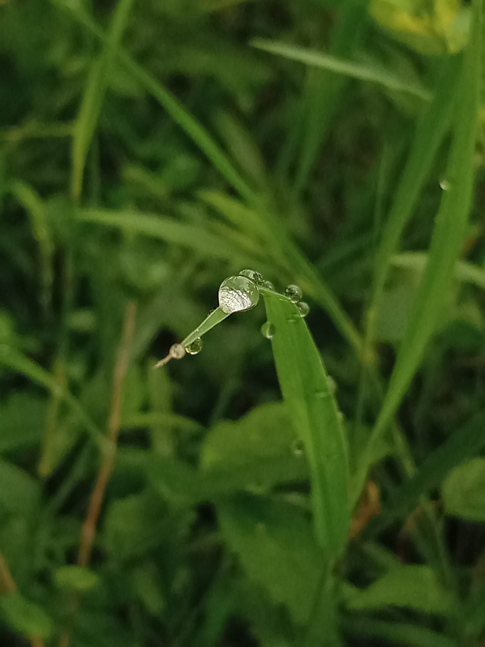 Dew on a leaf