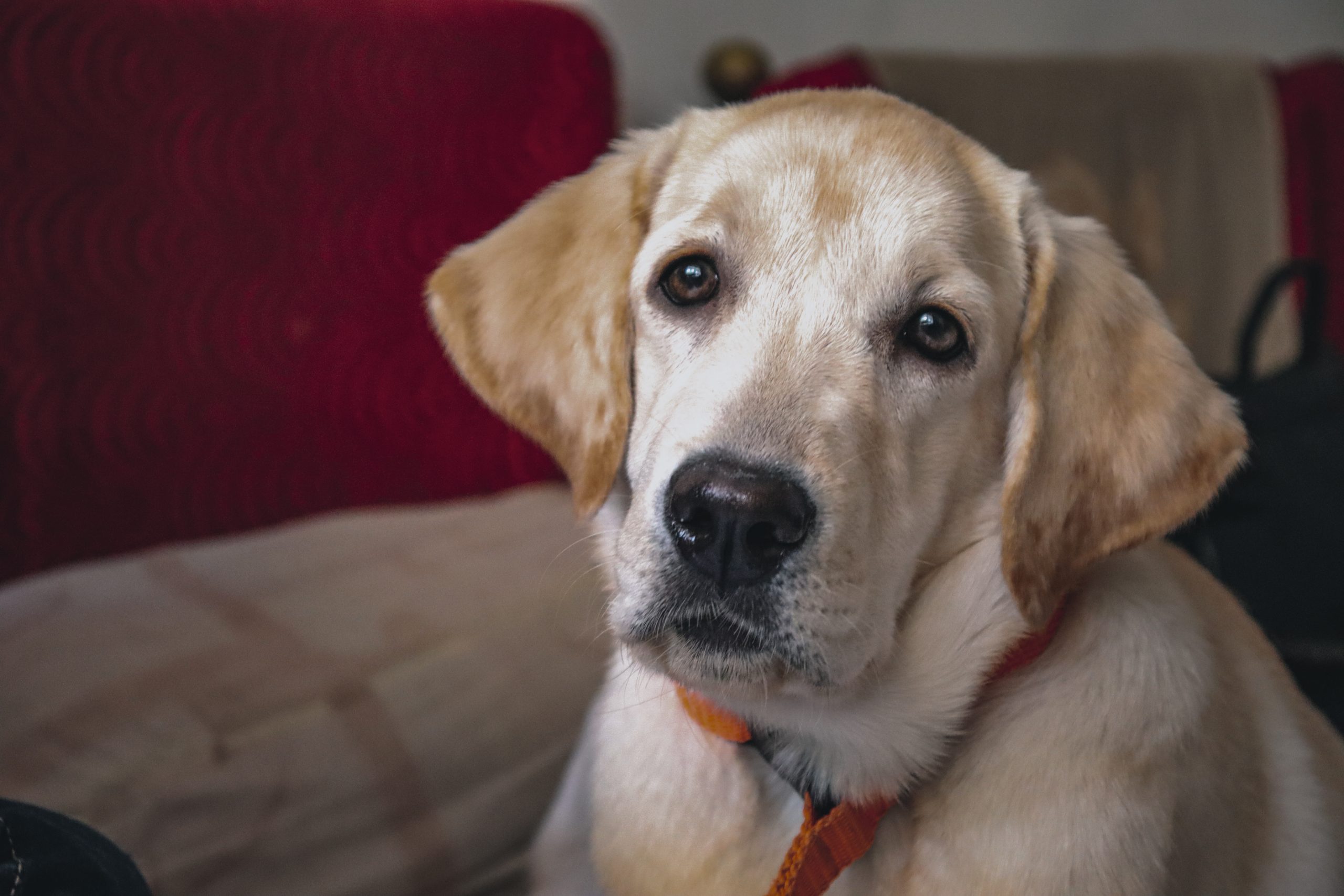 close-up of dog