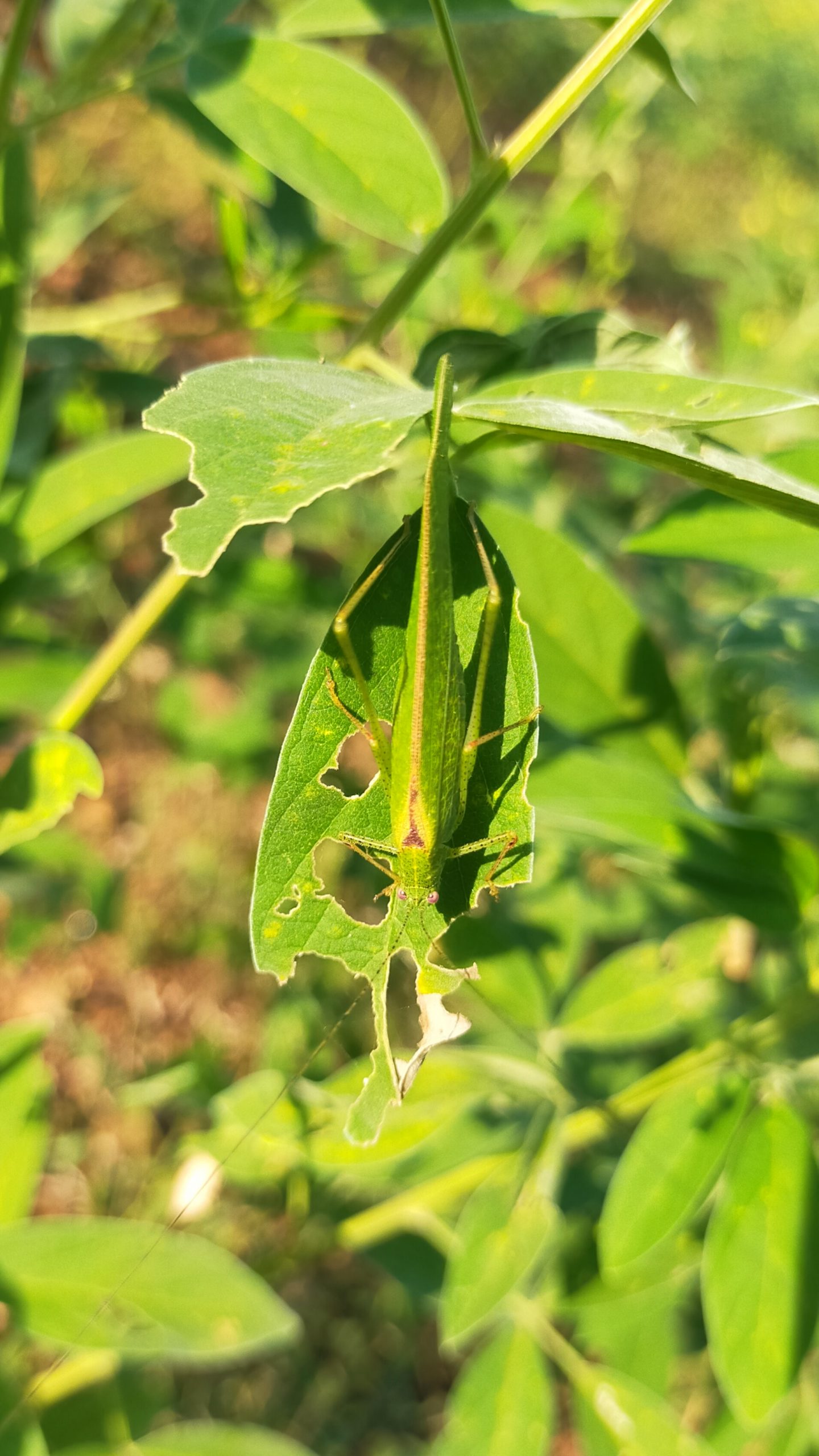 Grasshopper on leaf