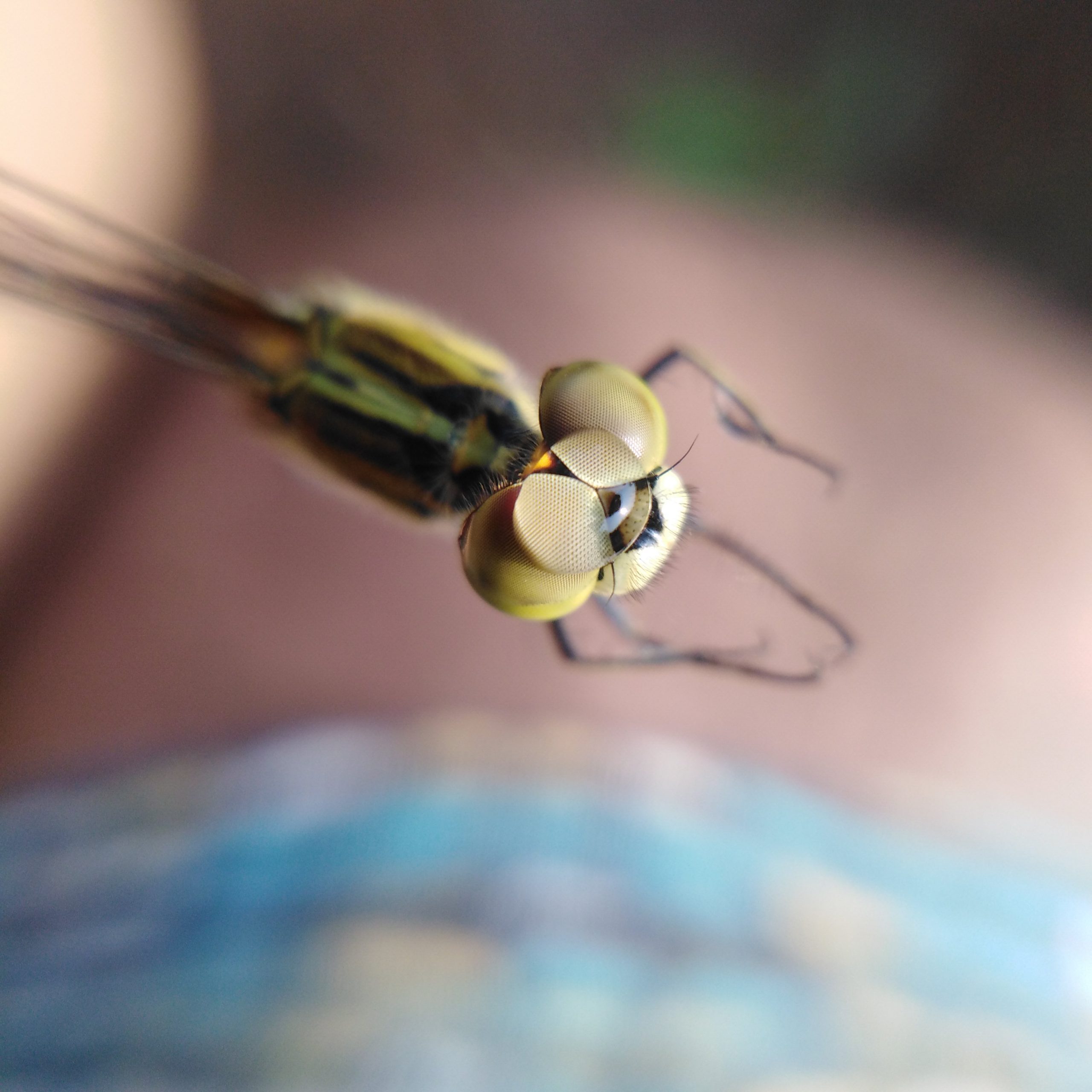 close up of dragonfly