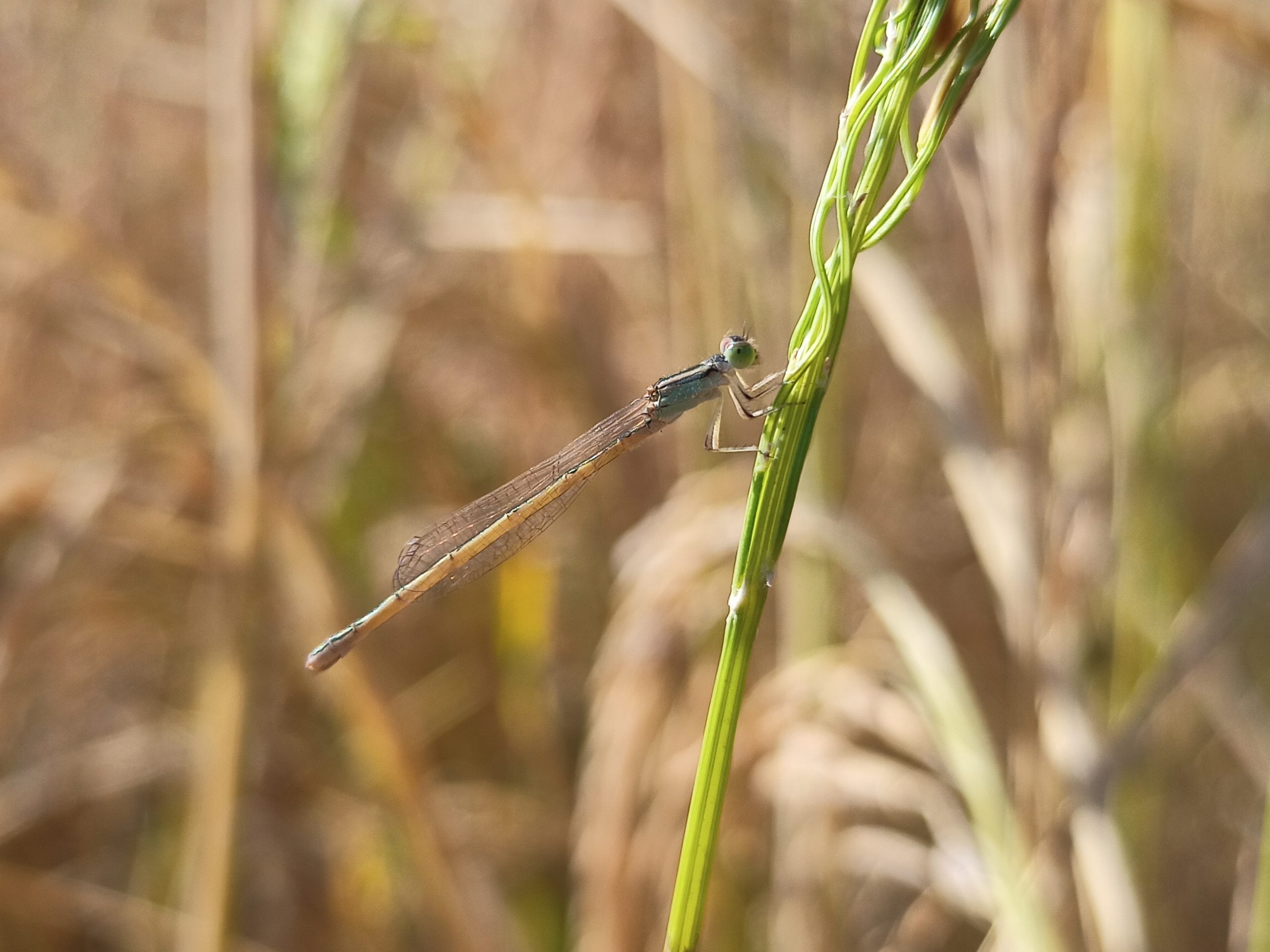 Dragon fly