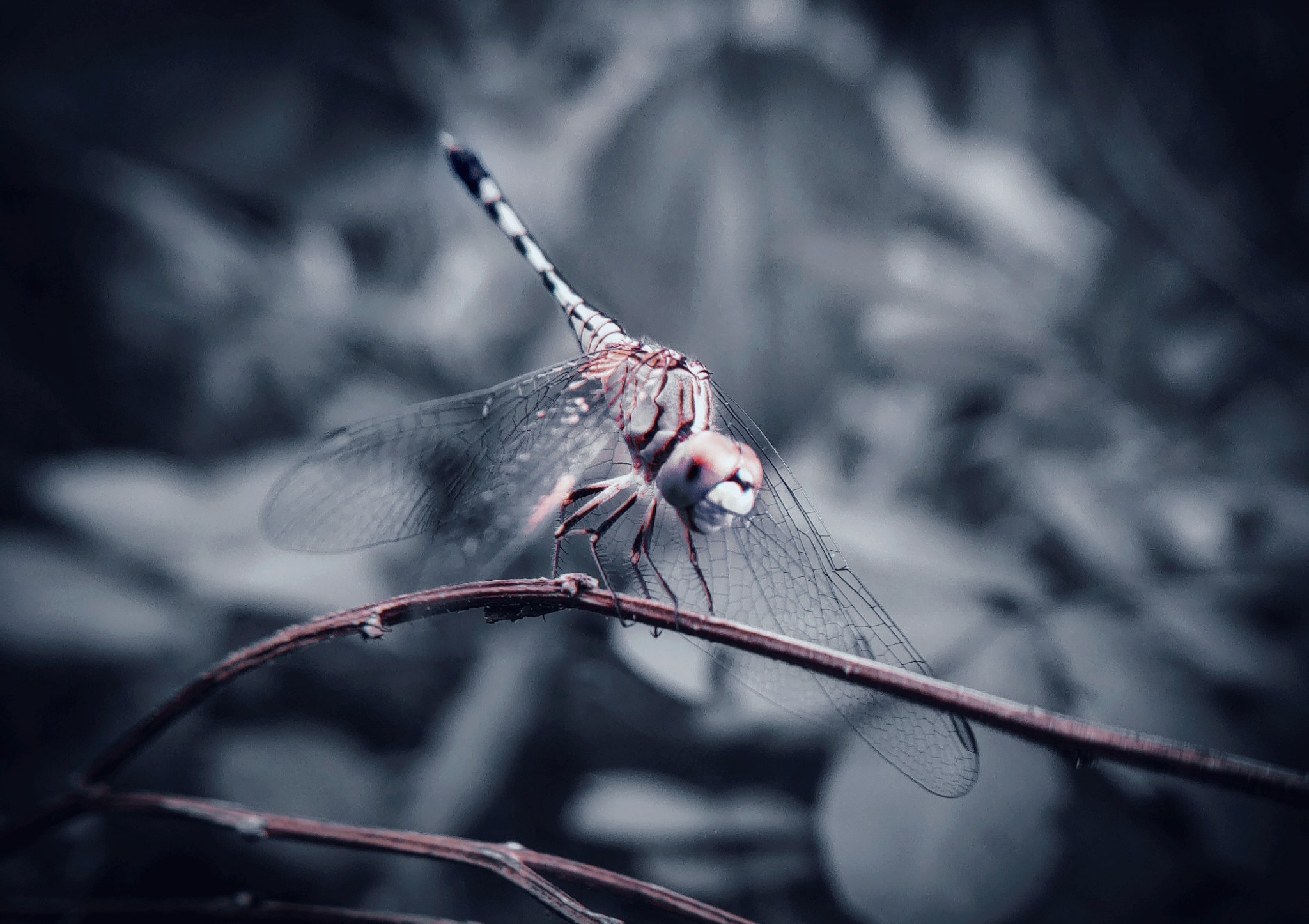 Dragonfly