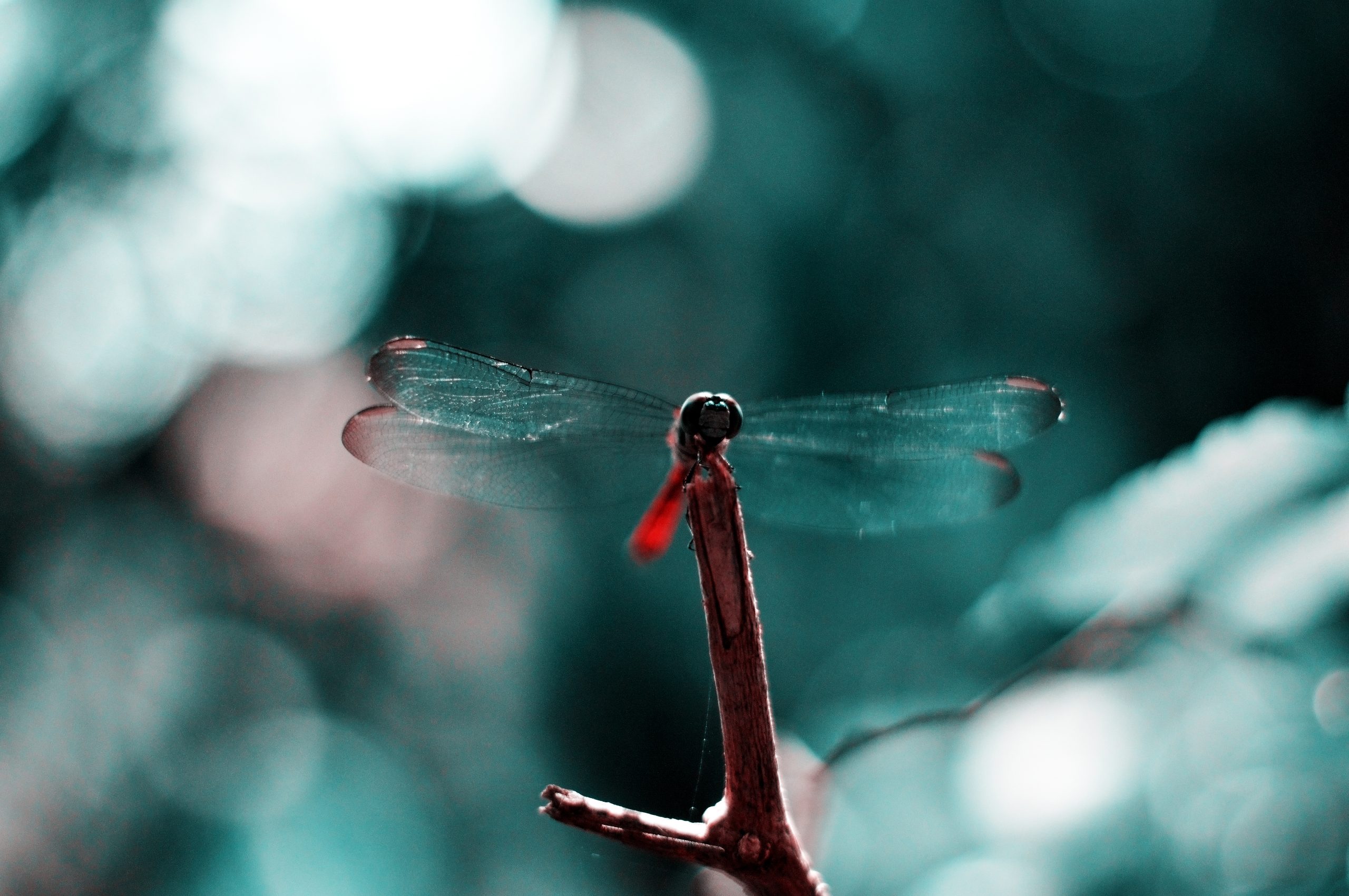 Dragonfly